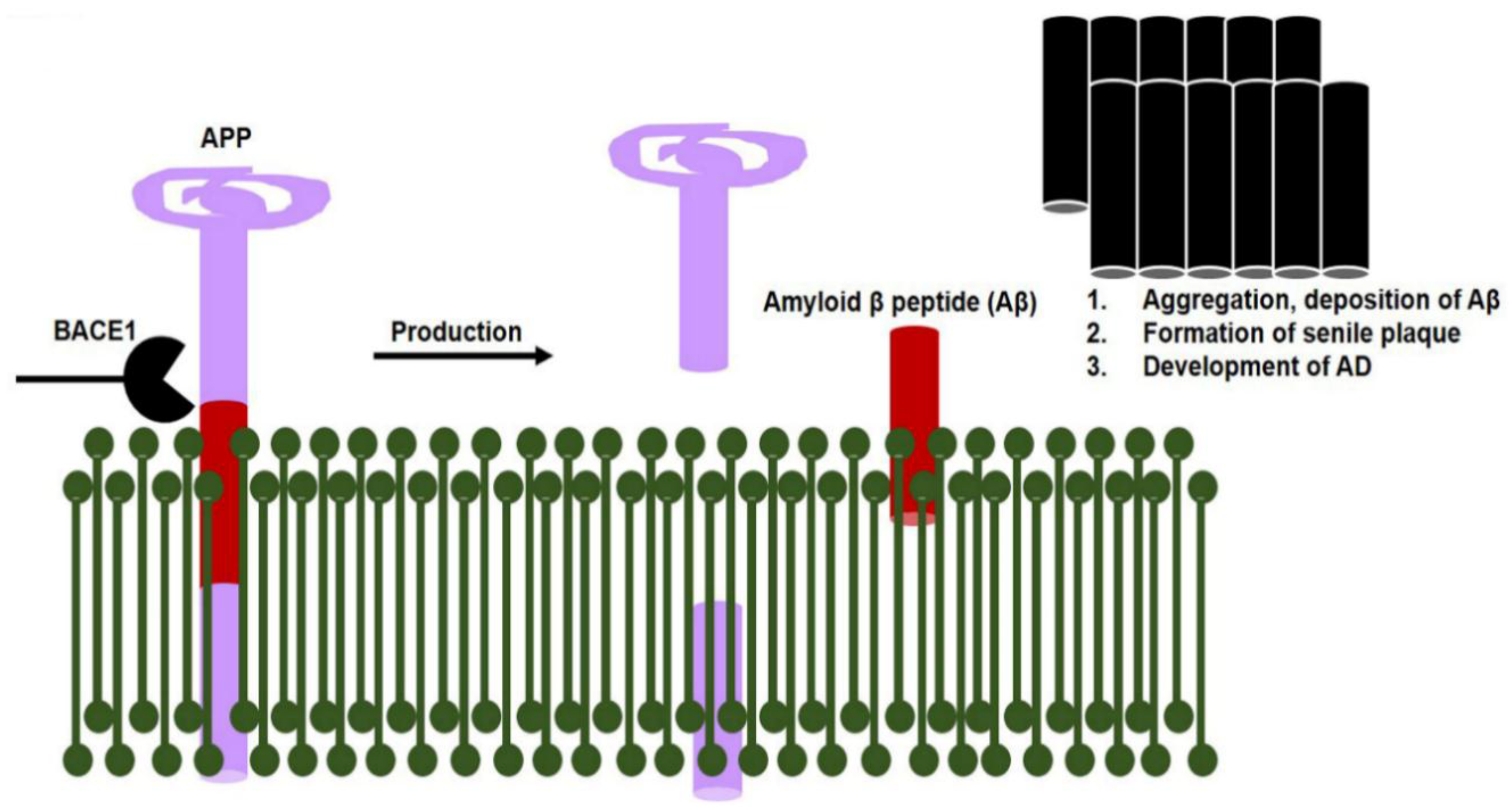 Cells 09 00853 g002 Cells 09 00853 g002