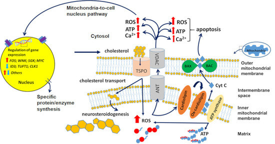 Cells Free Full Text Diagnostic And Therapeutic Potential Of Tspo Studies Regarding Neurodegenerative Diseases Psychiatric Disorders Alcohol Use Disorders Traumatic Brain Injury And Stroke An Update Html