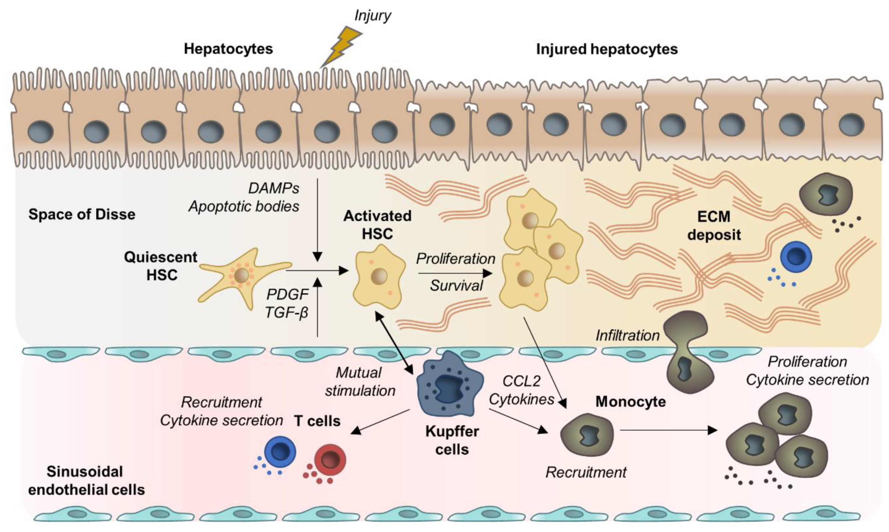 Cells | Free Full-Text | Liver Fibrosis: Mechanistic Concepts and  Therapeutic Perspectives | HTML