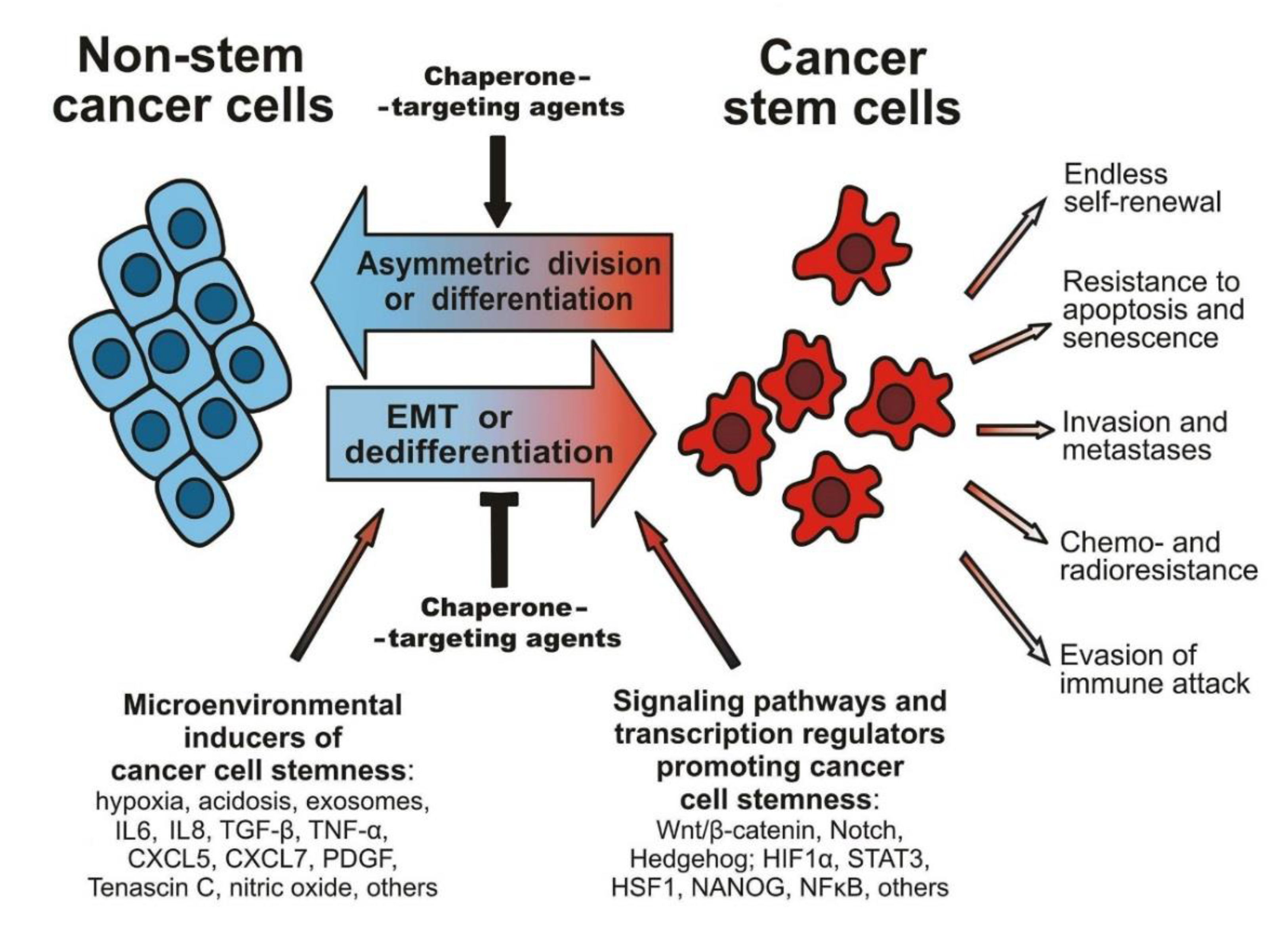 Cells | Free Full-Text | Molecular Chaperones in Cancer Stem Cells:  Determinants of Stemness and Potential Targets for Antitumor Therapy