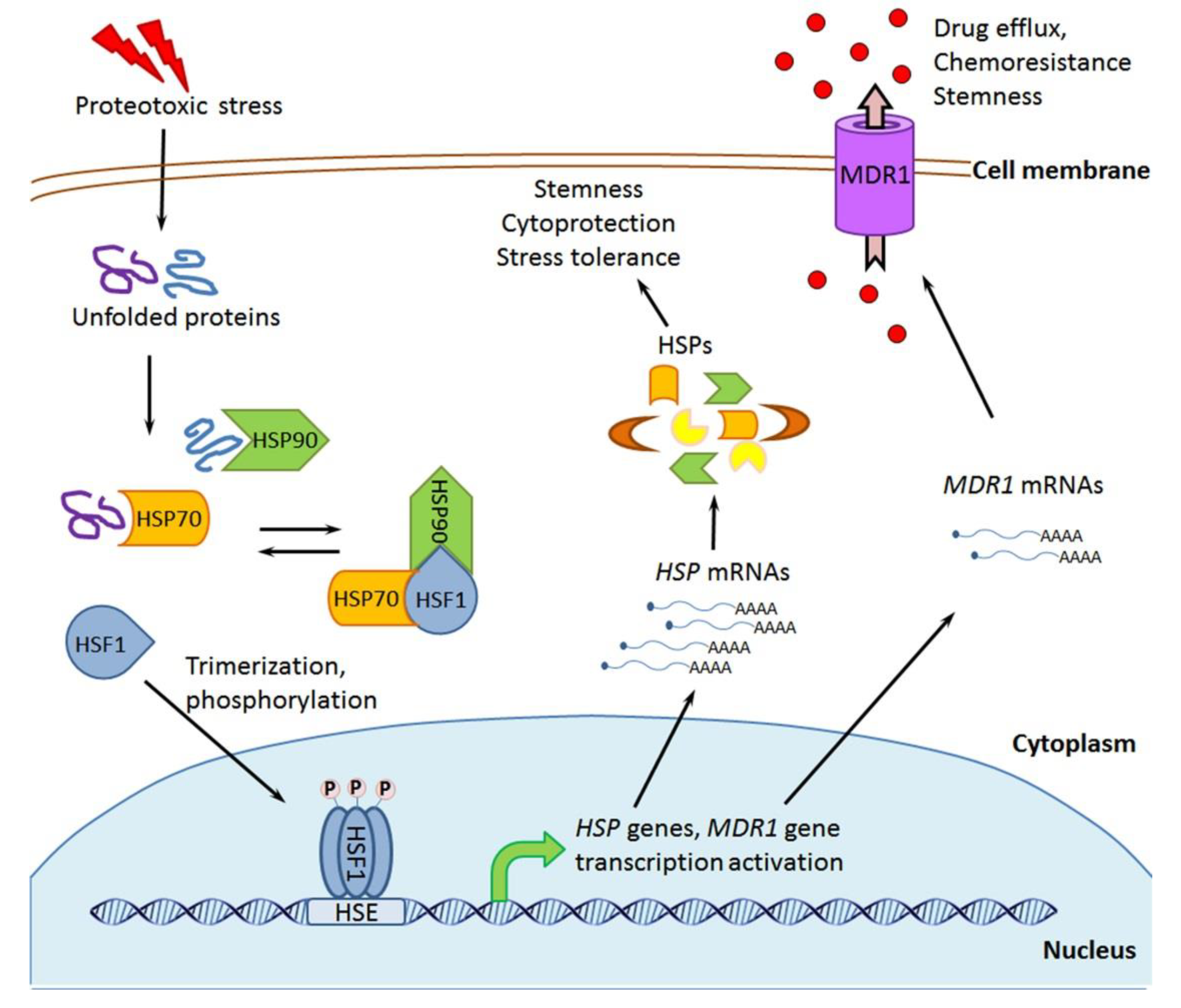 Cells | Free Full-Text | Molecular Chaperones in Cancer Stem Cells ...