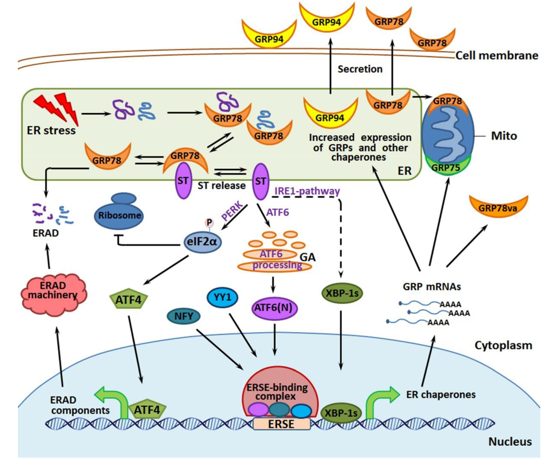 Cells Free Full Text Molecular Chaperones In Cancer Stem Cells 5155