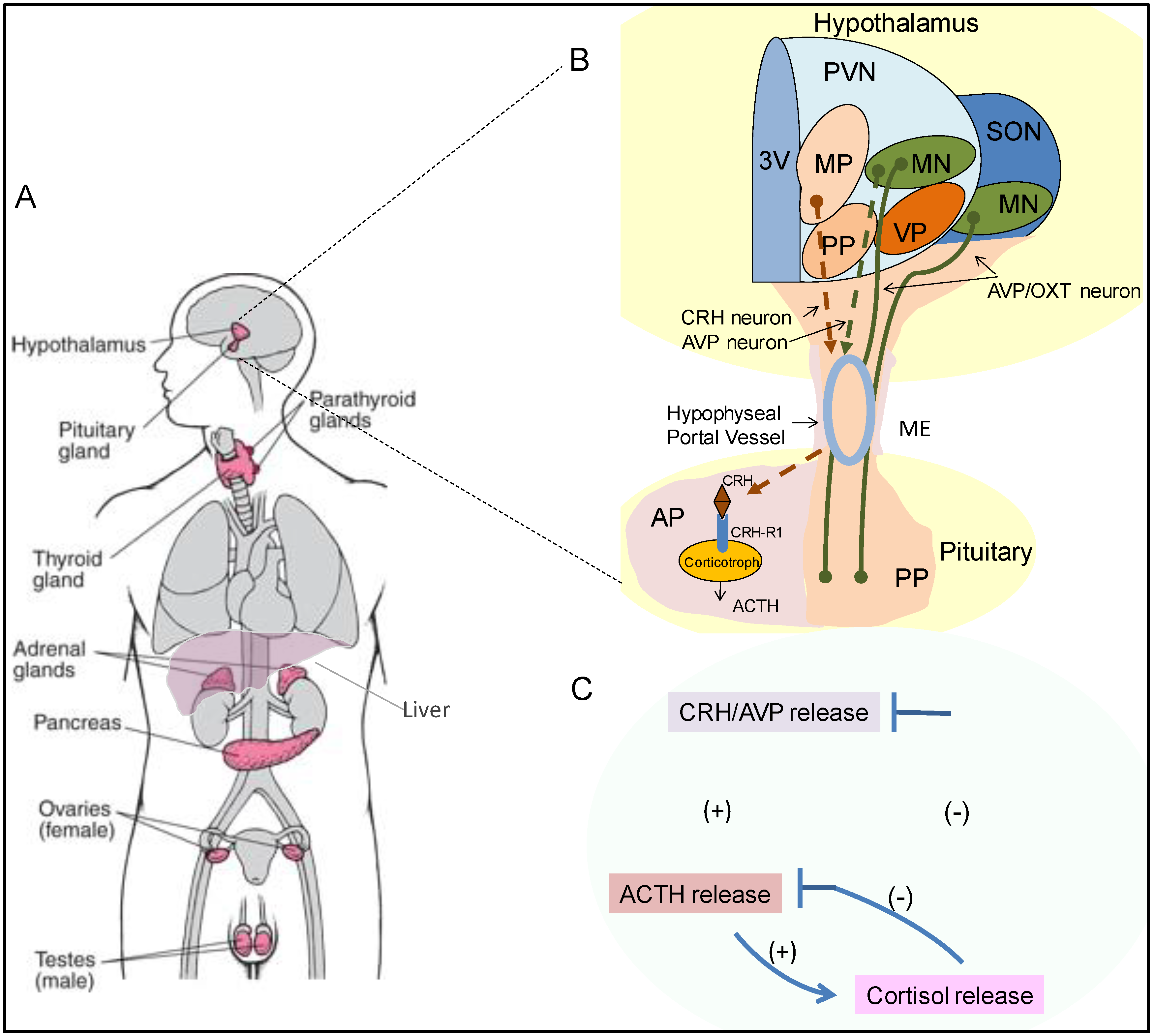 Normal Physiology of ACTH and GH Release in the Hypothalamus and Anterior  Pituitary in Man - Endotext - NCBI Bookshelf