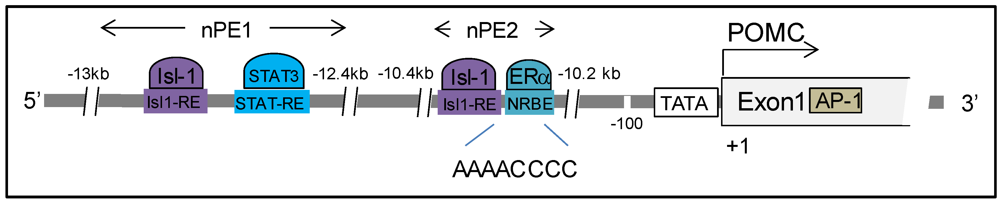 Cells Free Full Text Nuclear Receptors As Regulators Of Pituitary Corticotroph Pro Opiomelanocortin Transcription Html