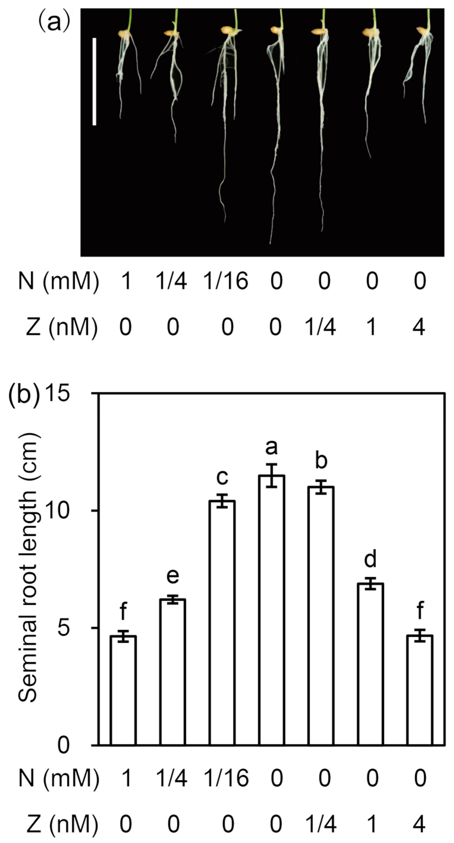 Cells 09 00916 g001 Cells 09 00916 g001