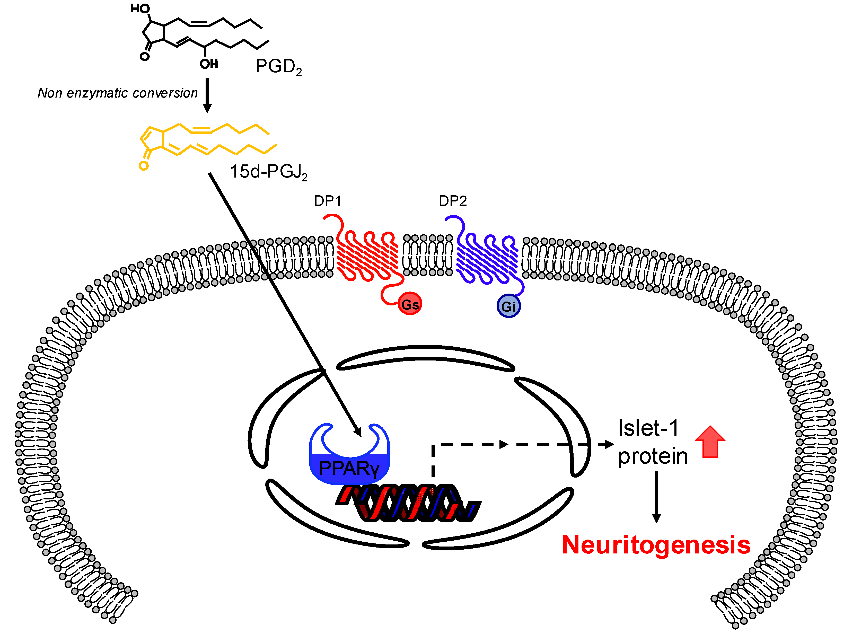 Cells 09 00934 g009 Cells 09 00934 g009