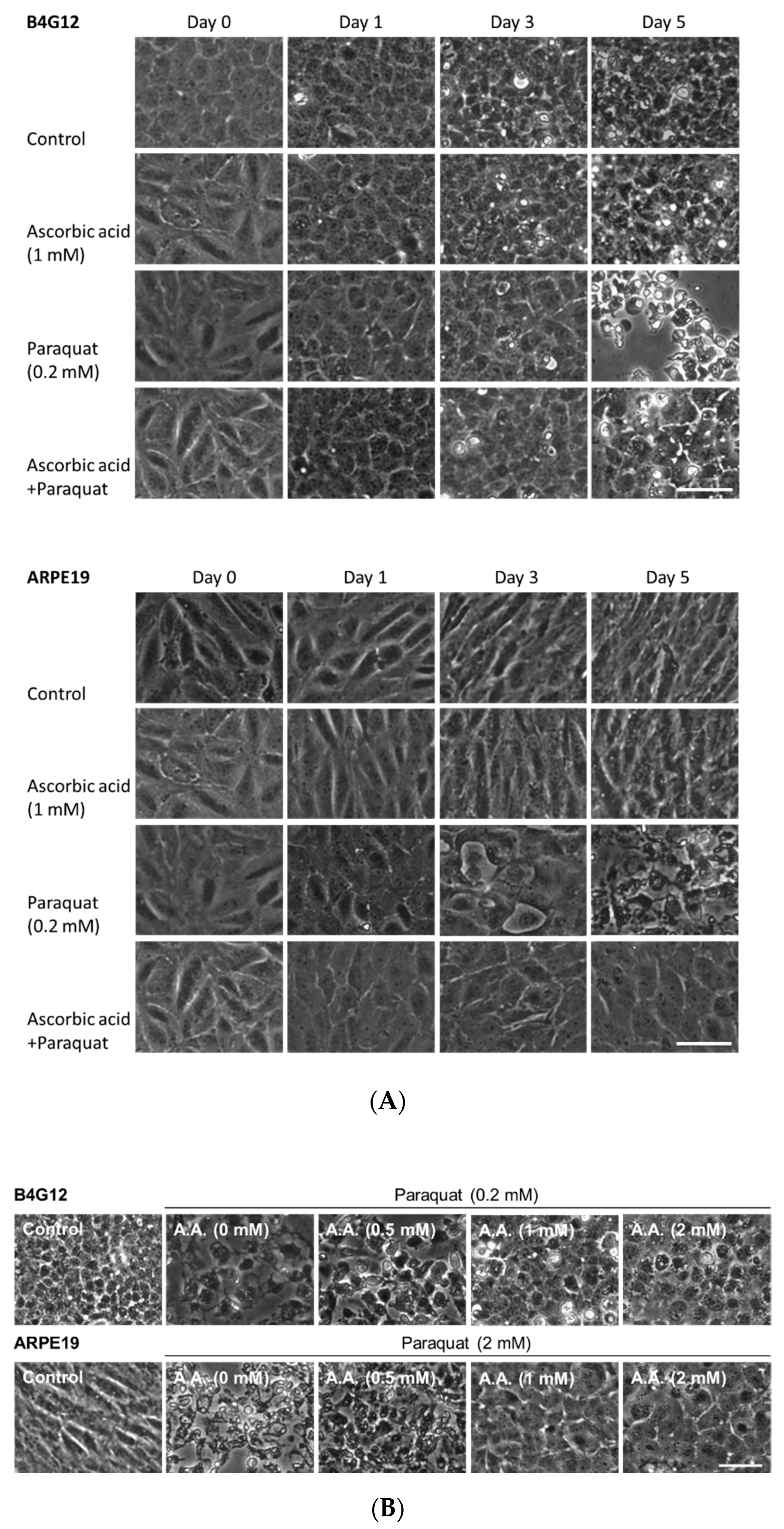 Cells 09 00943 g002 Cells 09 00943 g002