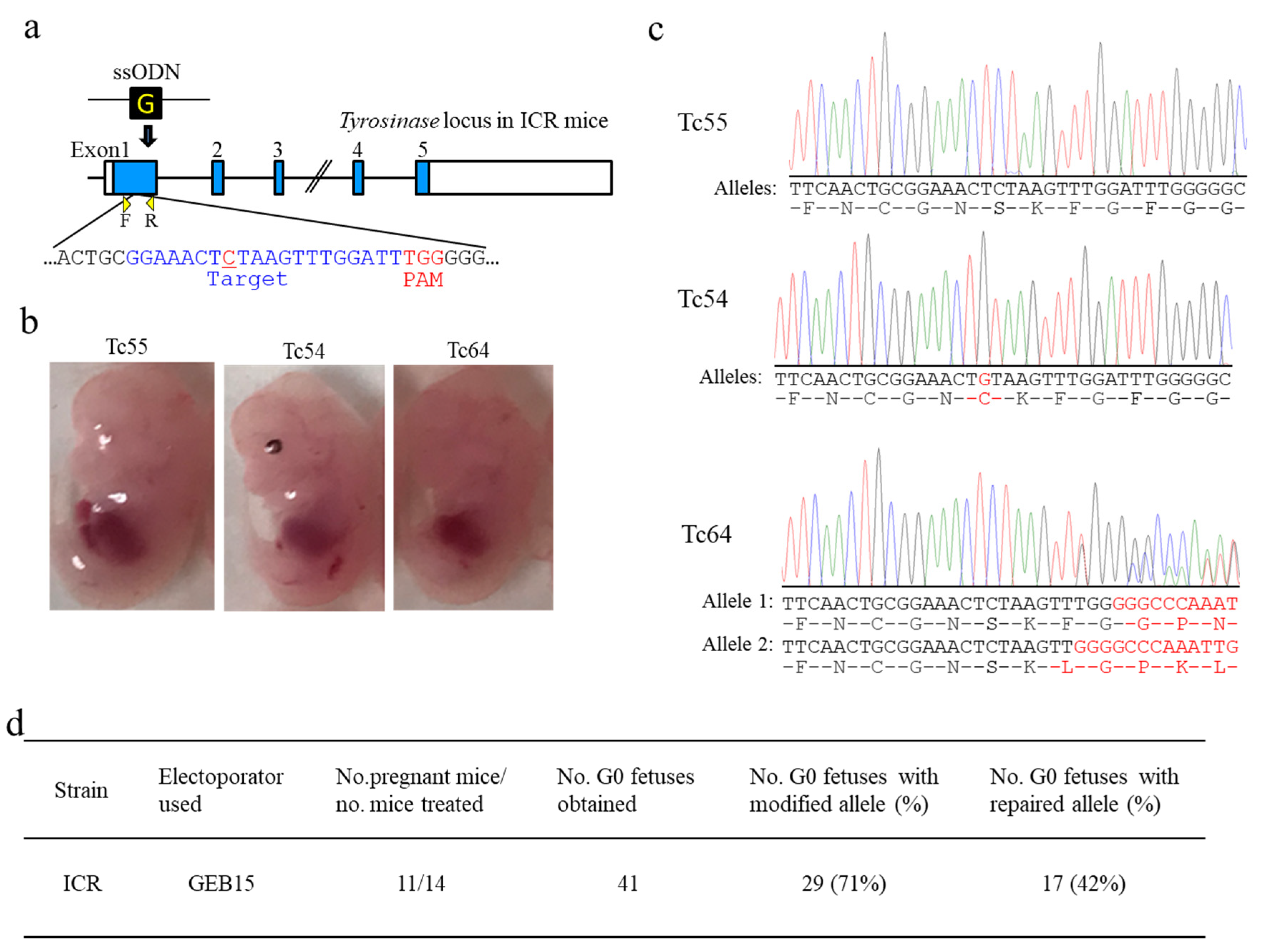 Cells Free Full Text Modification Of I Gonad Suitable For Production Of Genome Edited C57bl 6 Inbred Mouse Strain Html