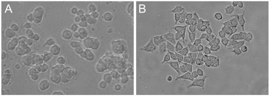 Hfls Primary Human Fibroblast Like Synoviocytes Cell Applications