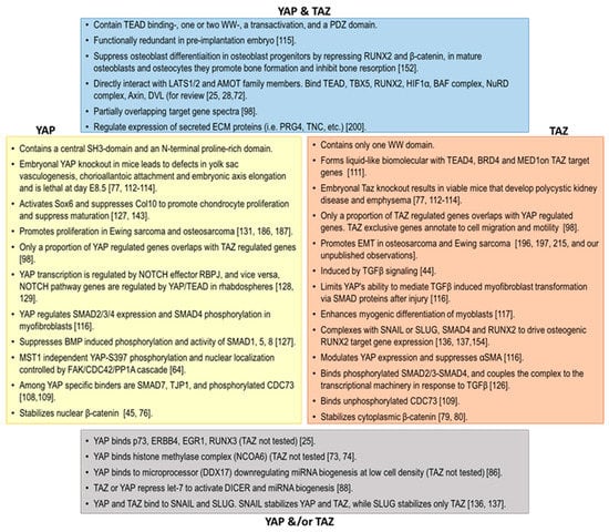 Cells Free Full Text The Yap Taz Pathway In Osteogenesis And Bone Sarcoma Pathogenesis Html