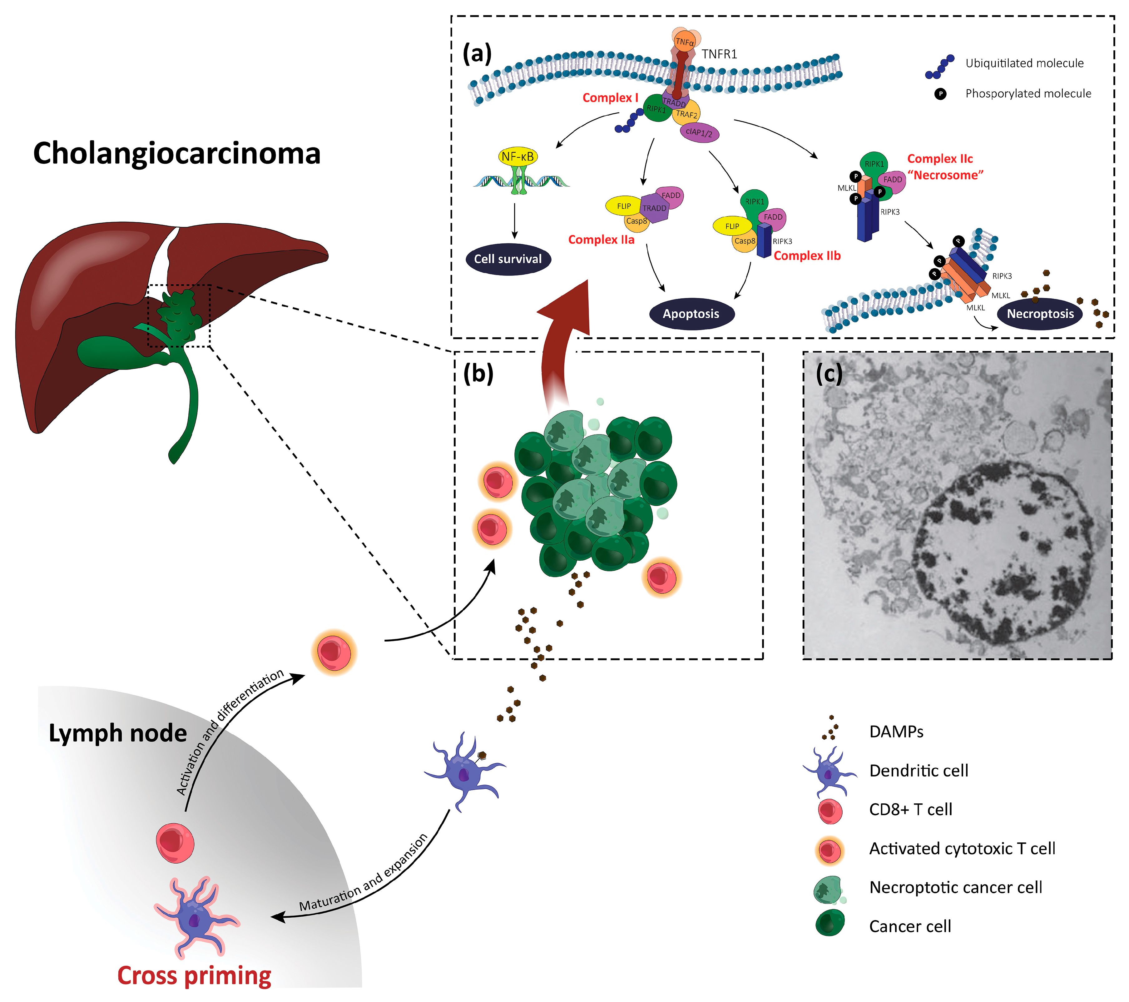 RVA-induced necrosome formation consisting of RIPK1, RIPK3, and MLKL