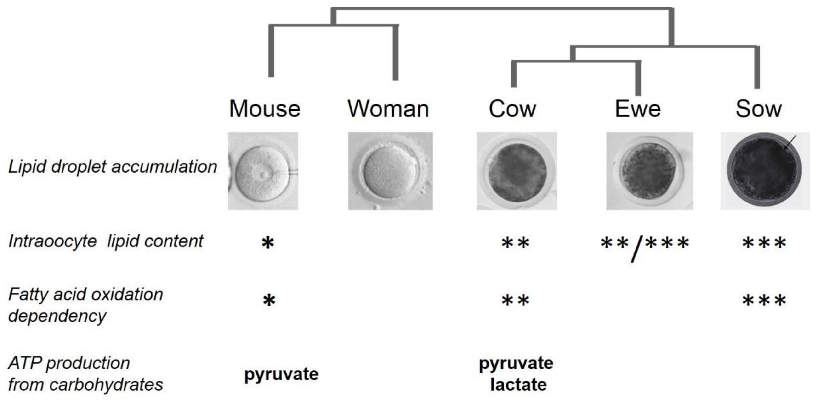 Cells 09 01002 g004 Cells 09 01002 g004