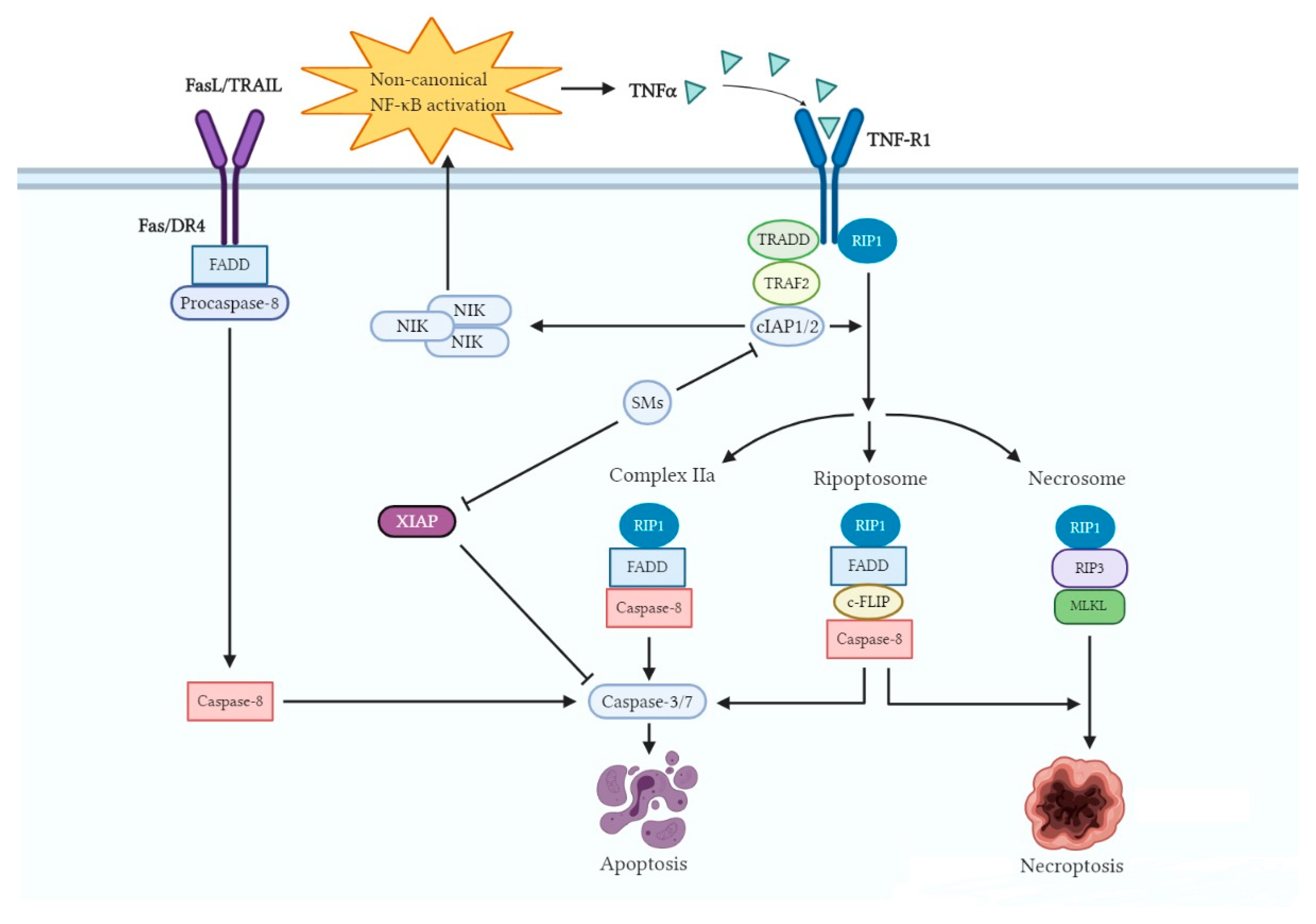 Cells 09 01012 g003 Cells 09 01012 g003