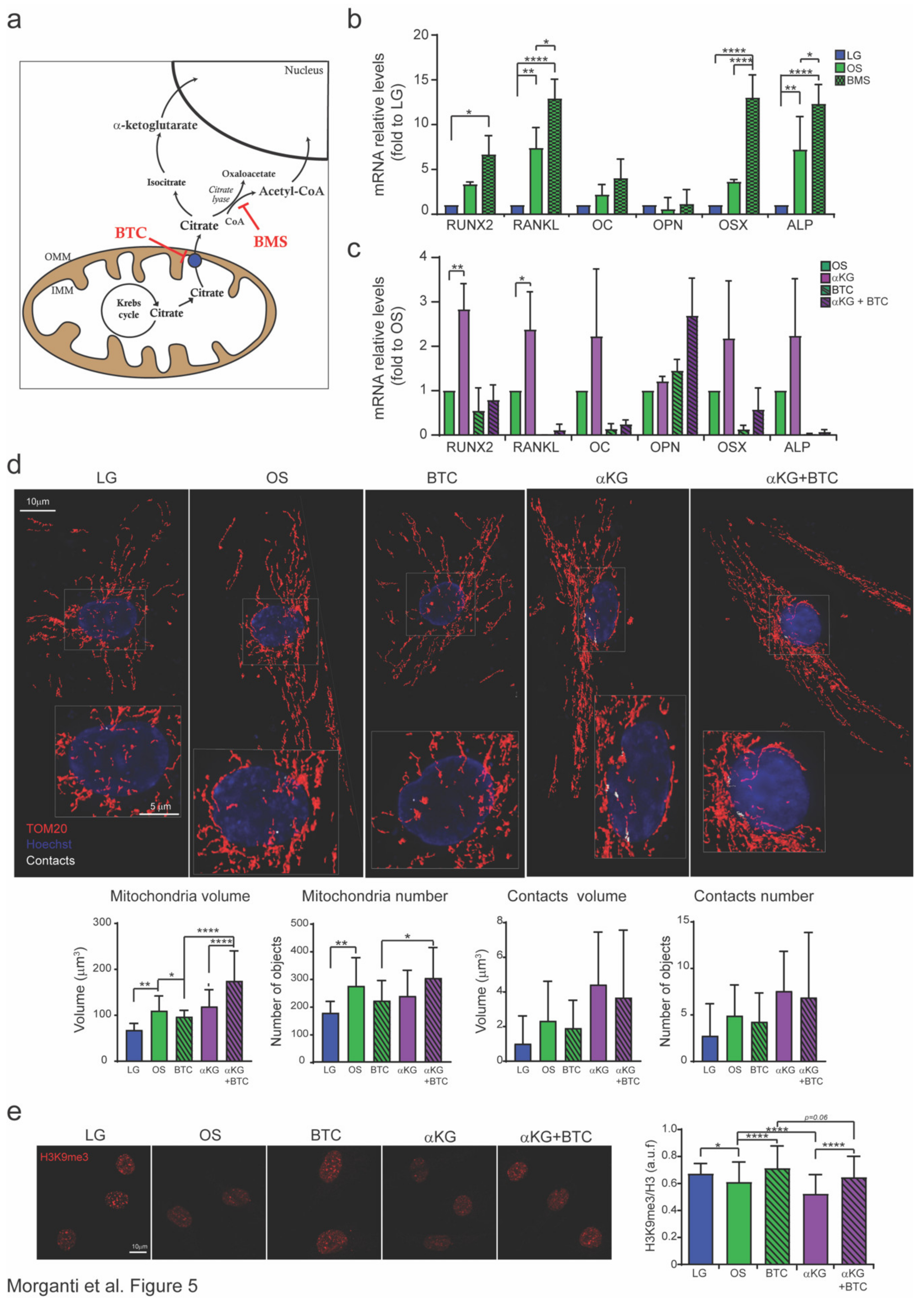 Cells 09 01034 g005 Cells 09 01034 g005