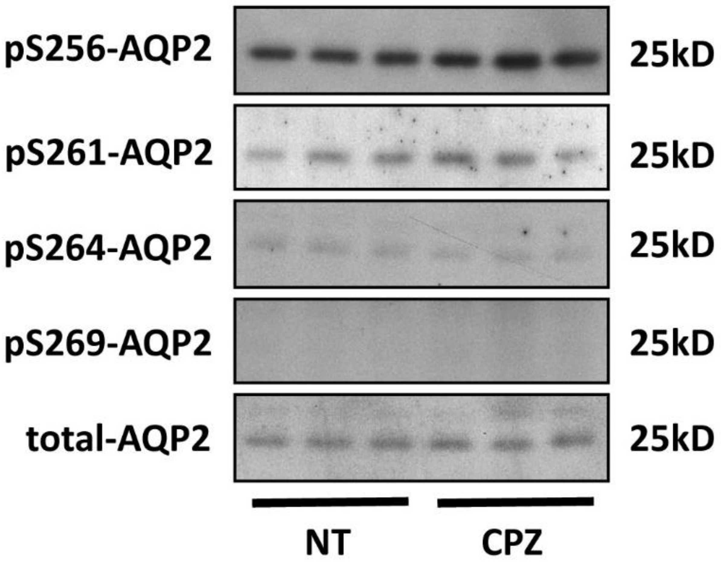 Cells 09 01057 g002 Cells 09 01057 g002