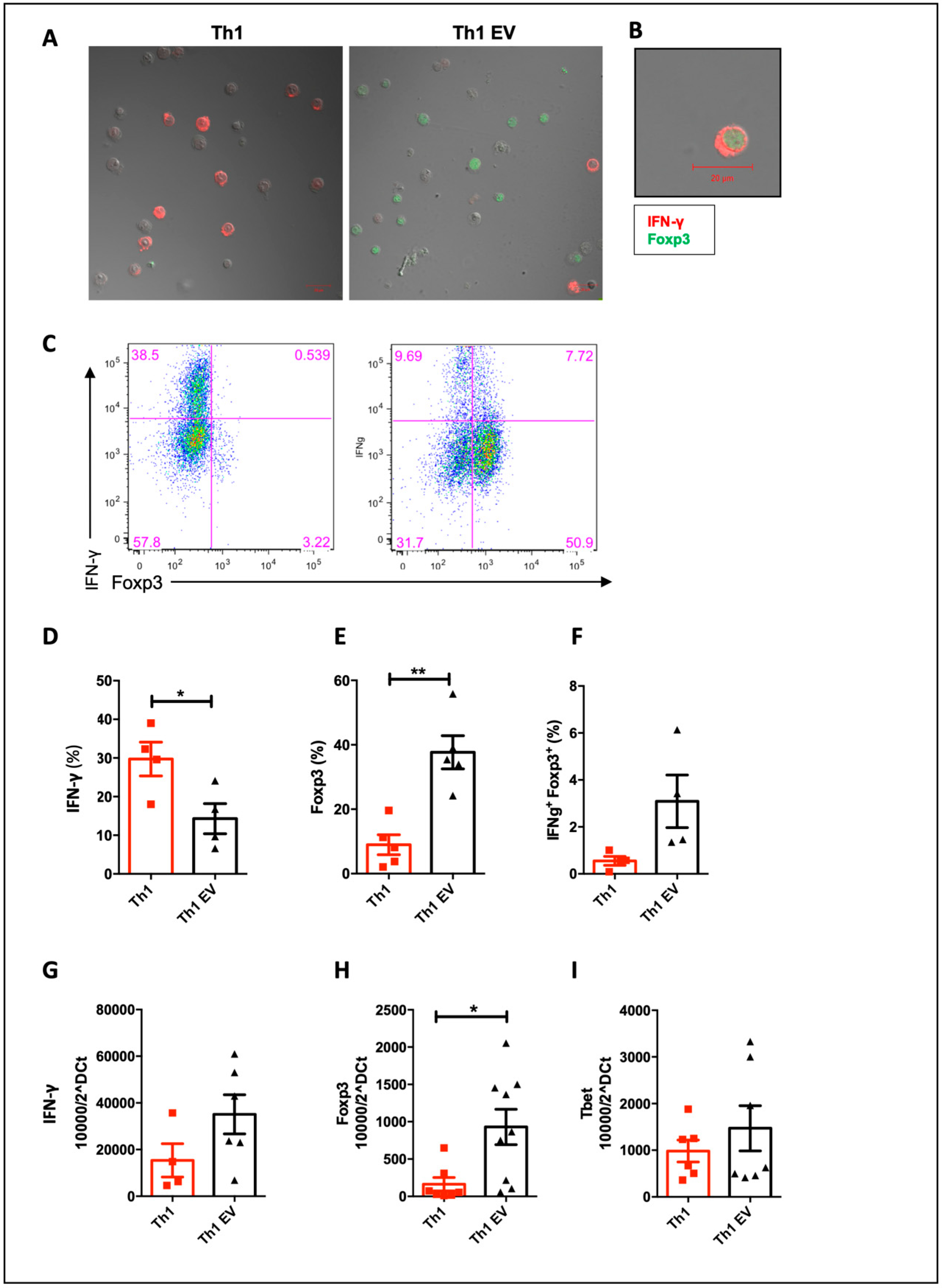 Cells Free Full Text Extracellular Vesicles Isolated From Mesenchymal Stromal Cells Modulate Cd4 T Lymphocytes Toward A Regulatory Profile Html