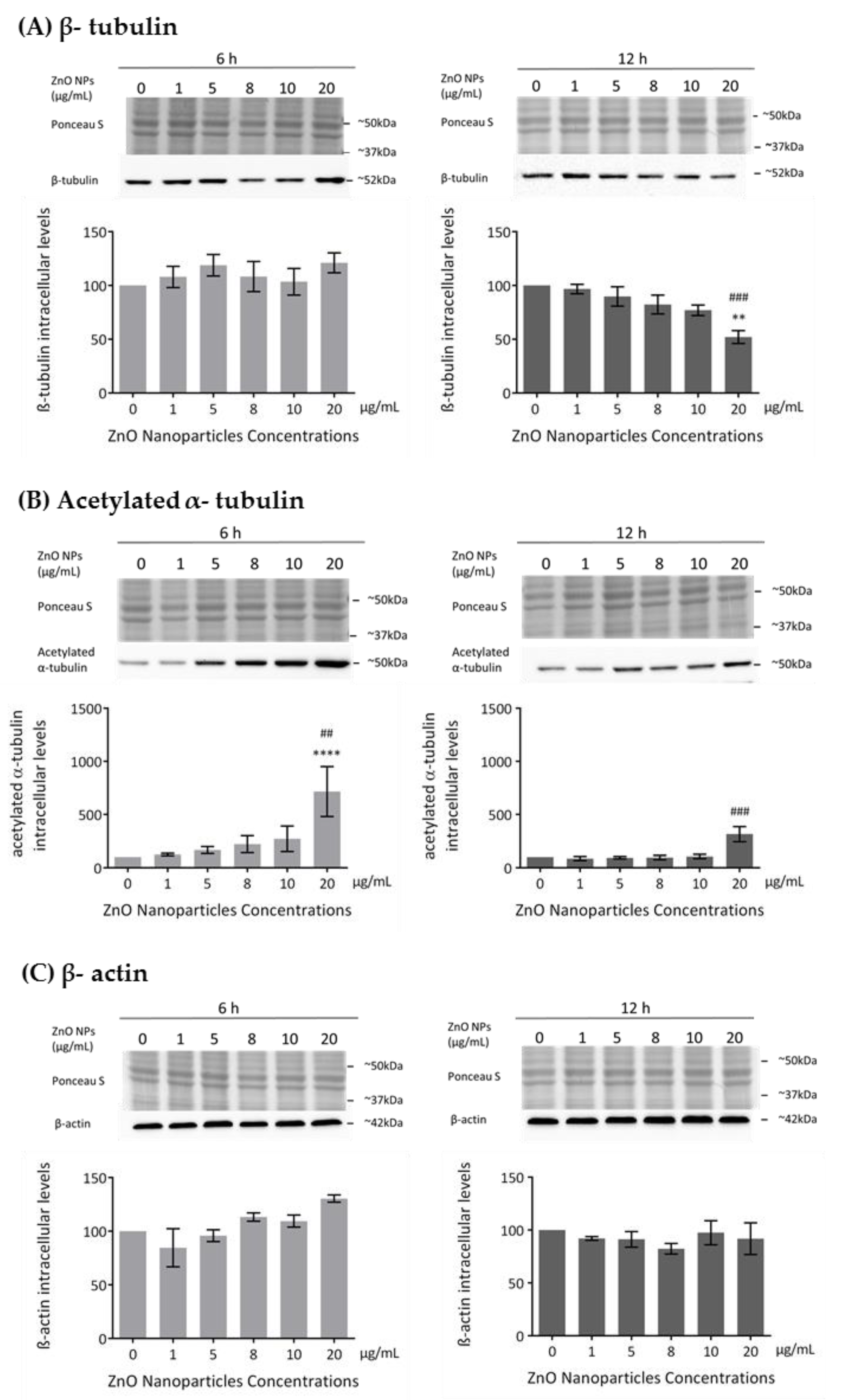 Cells 09 01081 g005 Cells 09 01081 g005