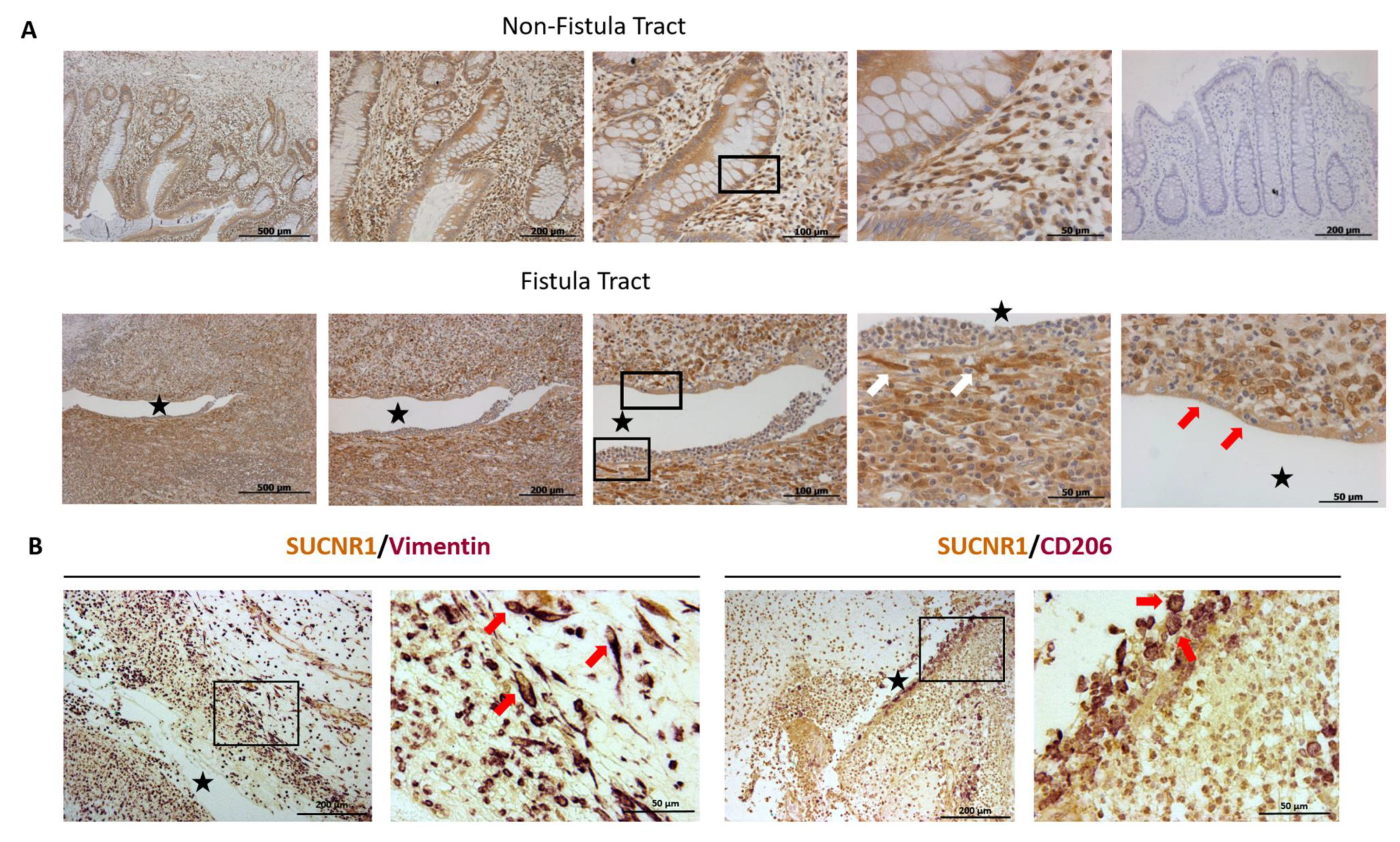 Cells 09 01104 g003 Cells 09 01104 g003