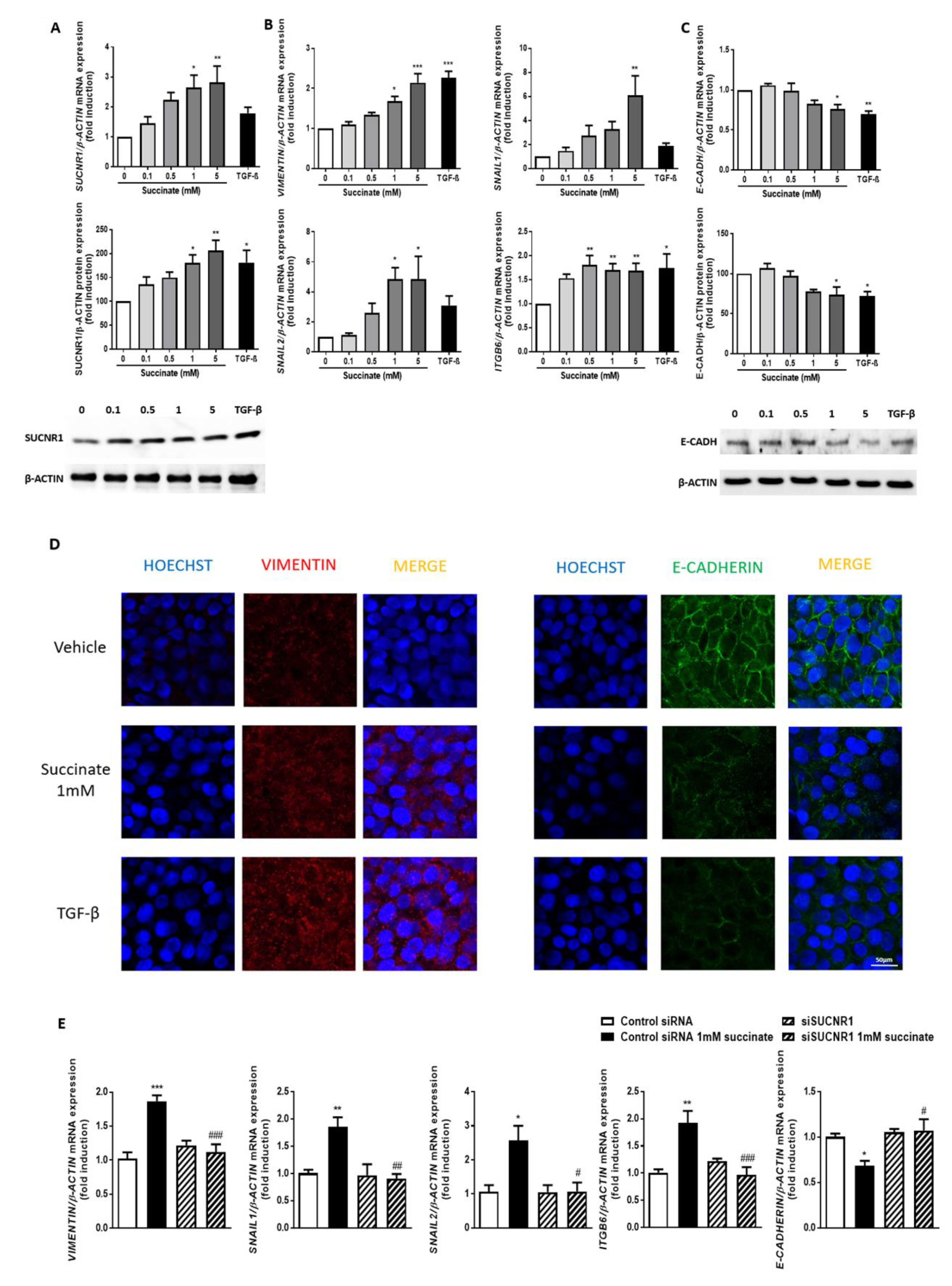Cells 09 01104 g004 Cells 09 01104 g004