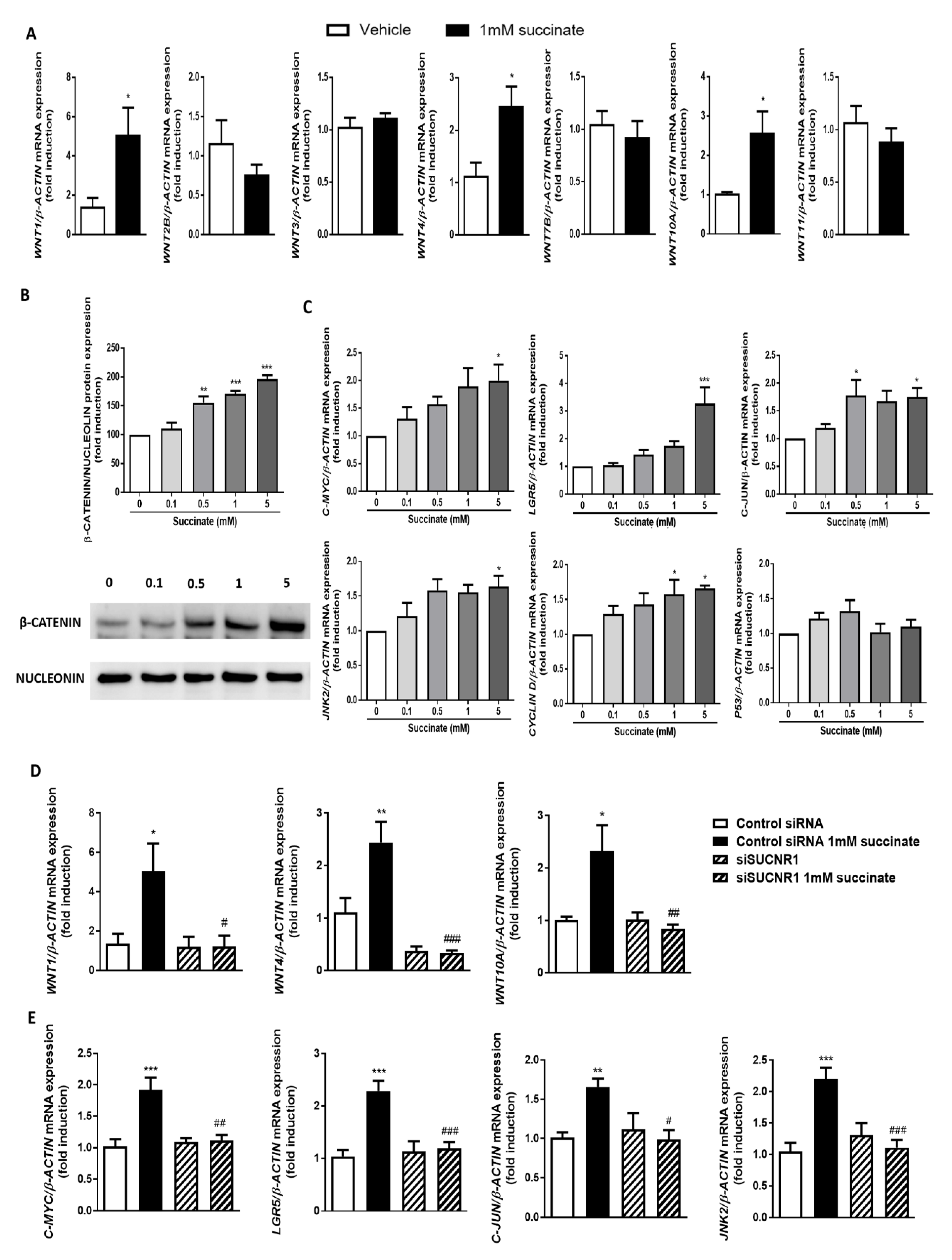 Cells 09 01104 g005 Cells 09 01104 g005