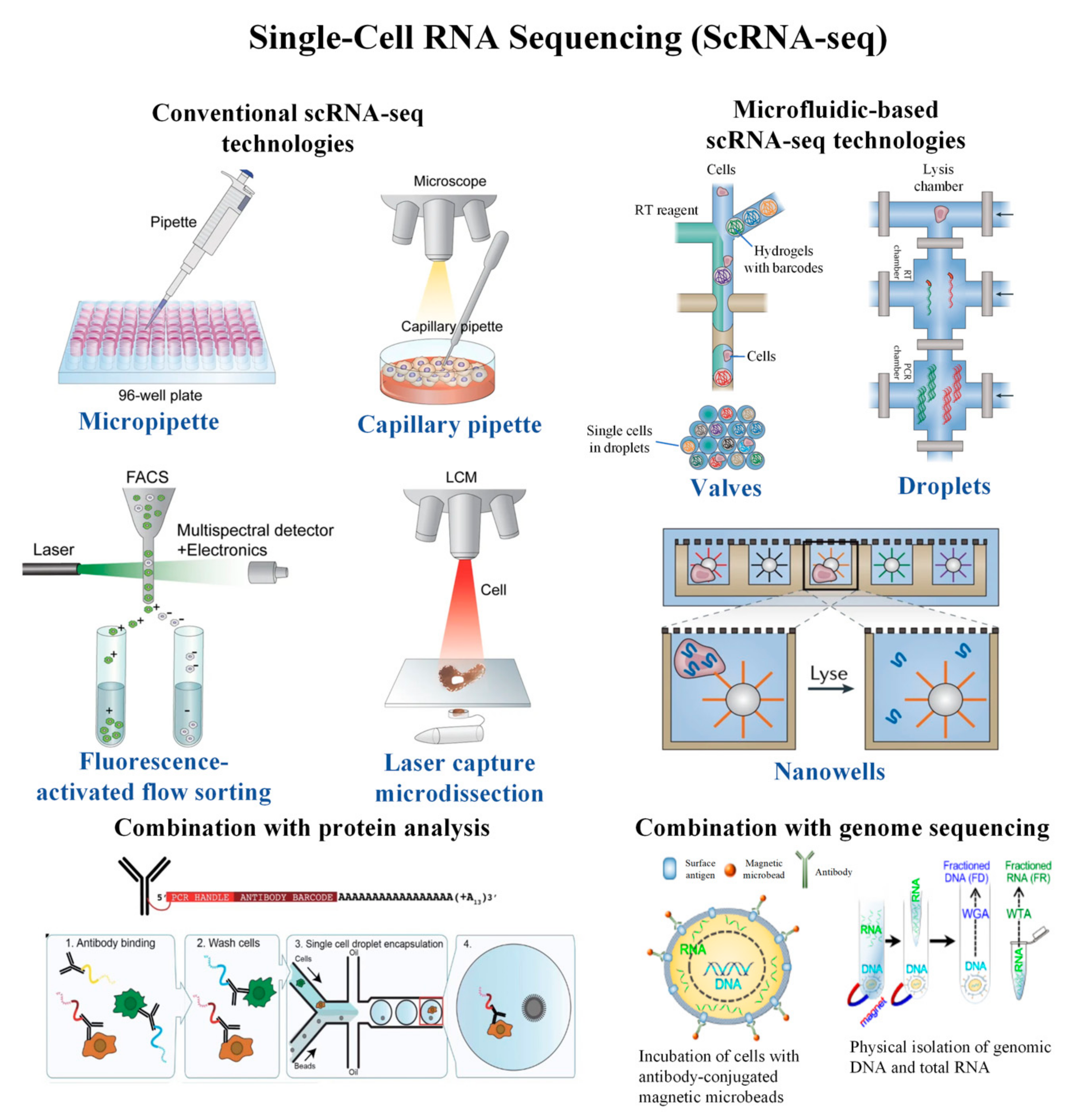 Cells | Free Full-Text | Single-Cell RNA Sequencing and Its Combination  with Protein and DNA Analyses