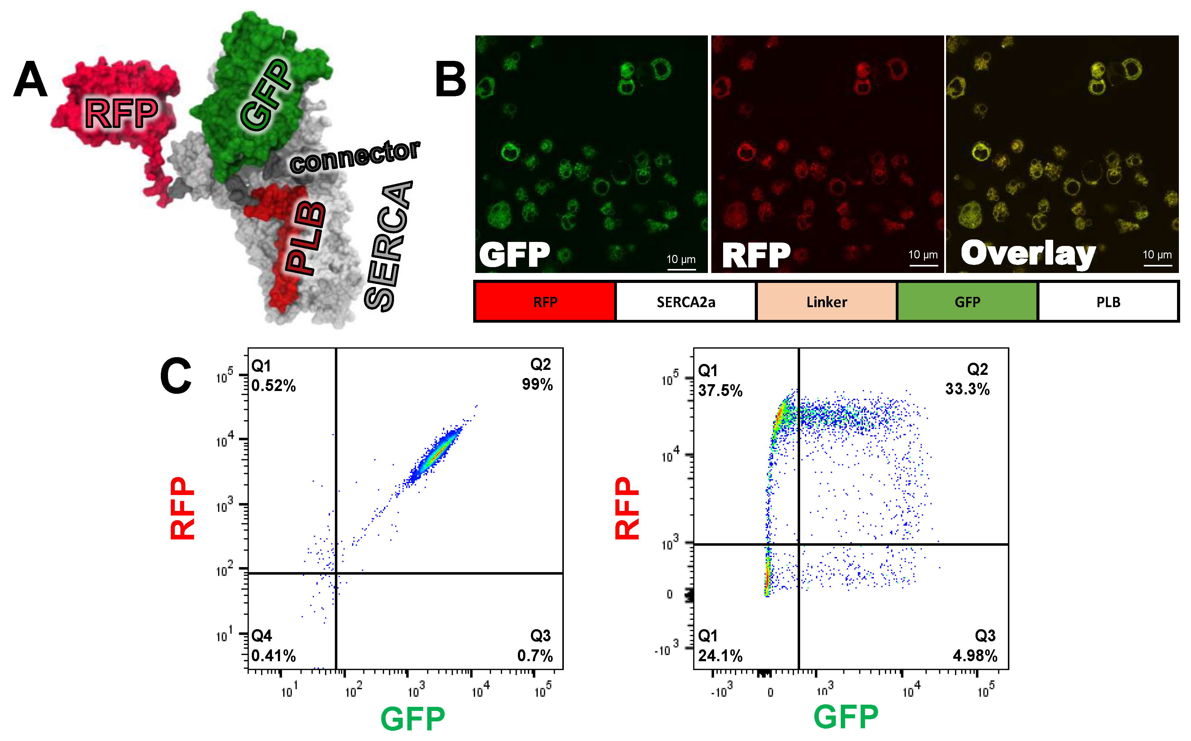 Cells 09 01170 g002 Cells 09 01170 g002