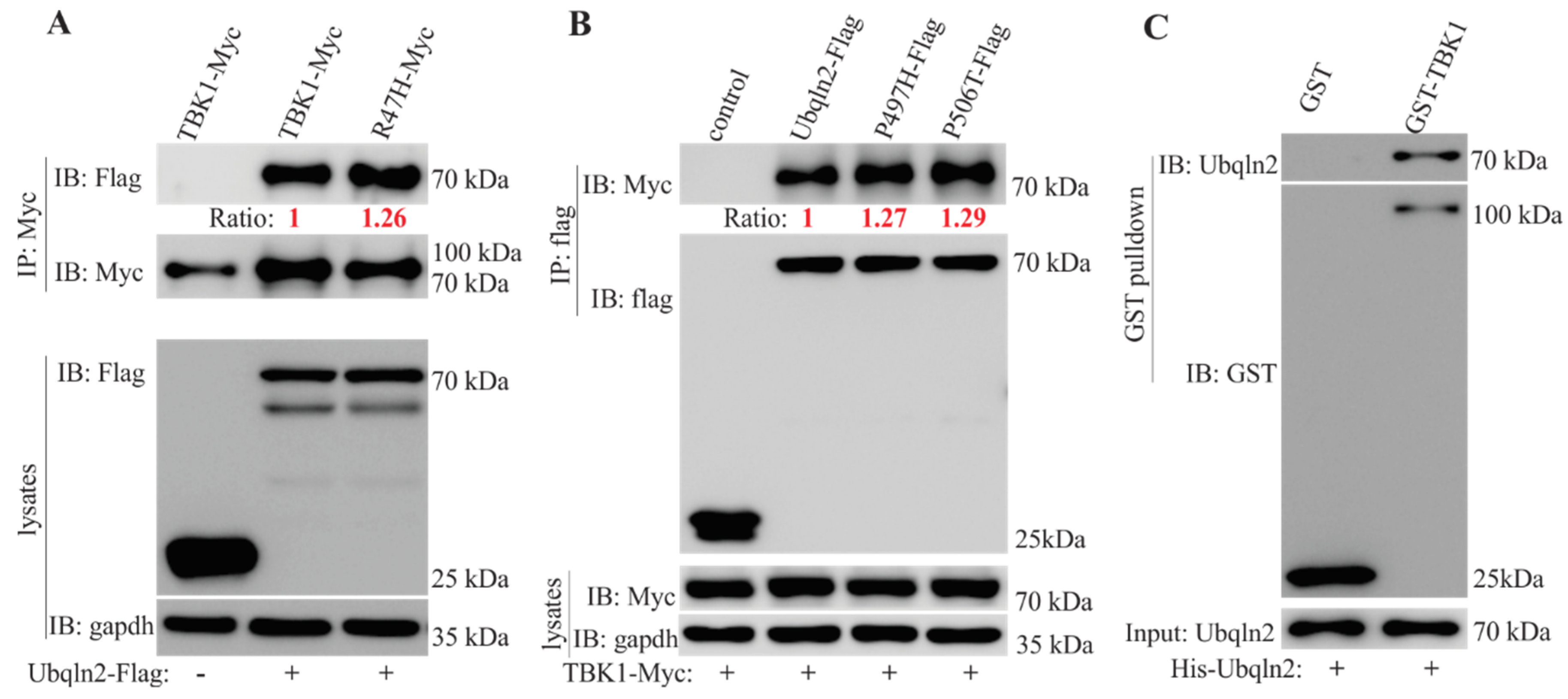 Cells 09 01205 g001 Cells 09 01205 g001