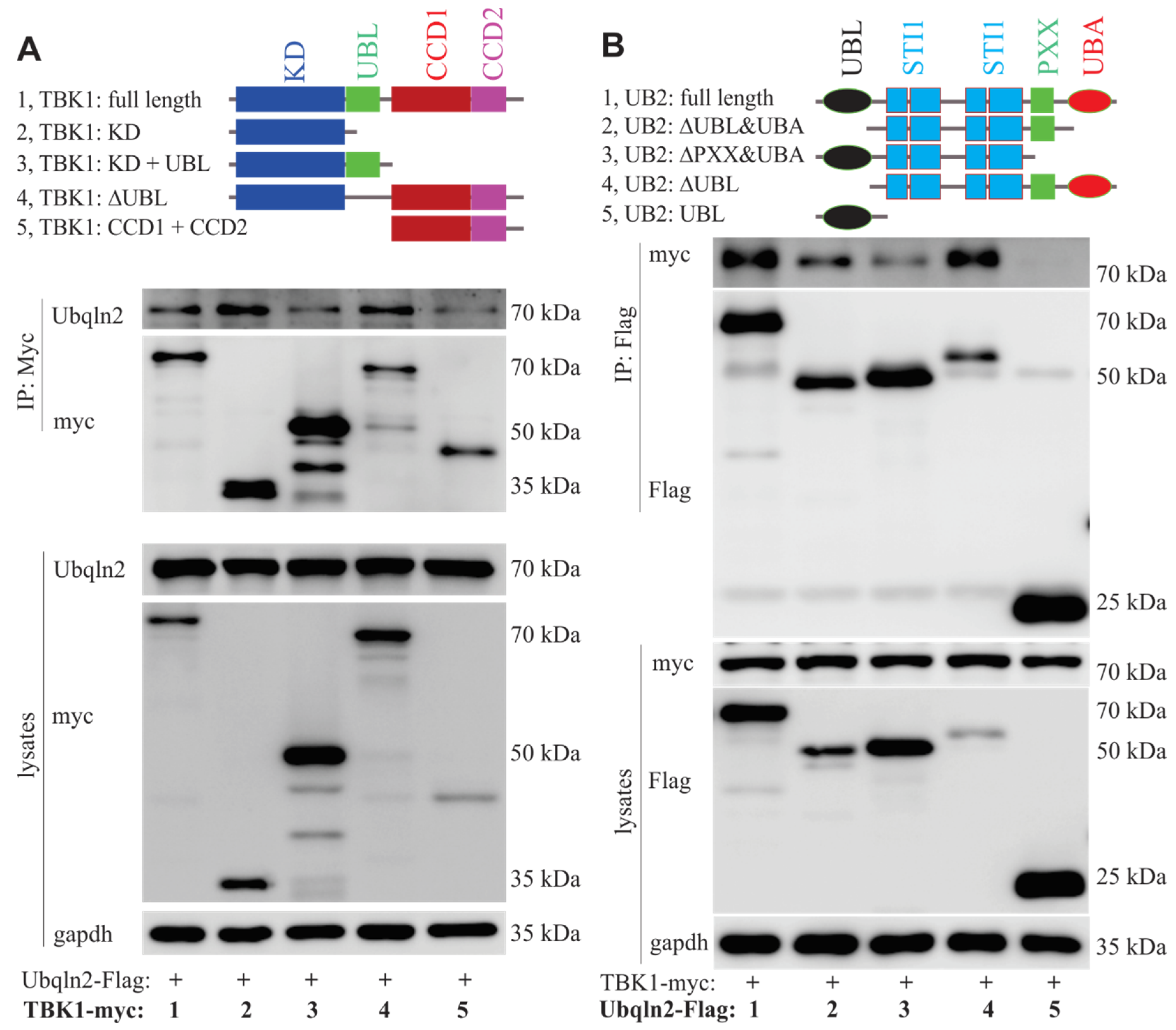 Cells 09 01205 g002 Cells 09 01205 g002