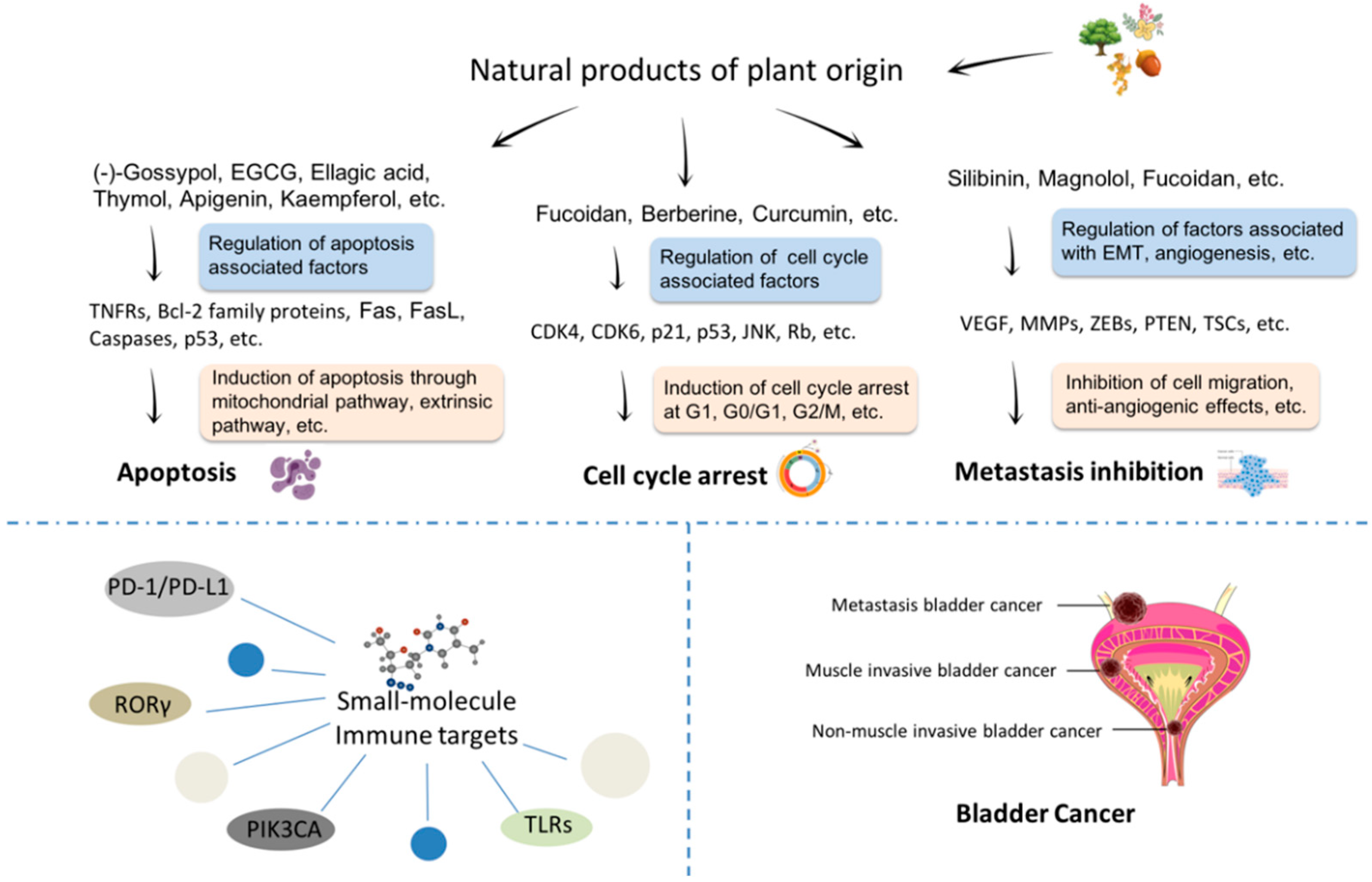 Cells | Free Full-Text | Putting the Brakes on Tumorigenesis with Natural  Products of Plant Origin: Insights into the Molecular Mechanisms of Actions  and Immune Targets for Bladder Cancer Treatment