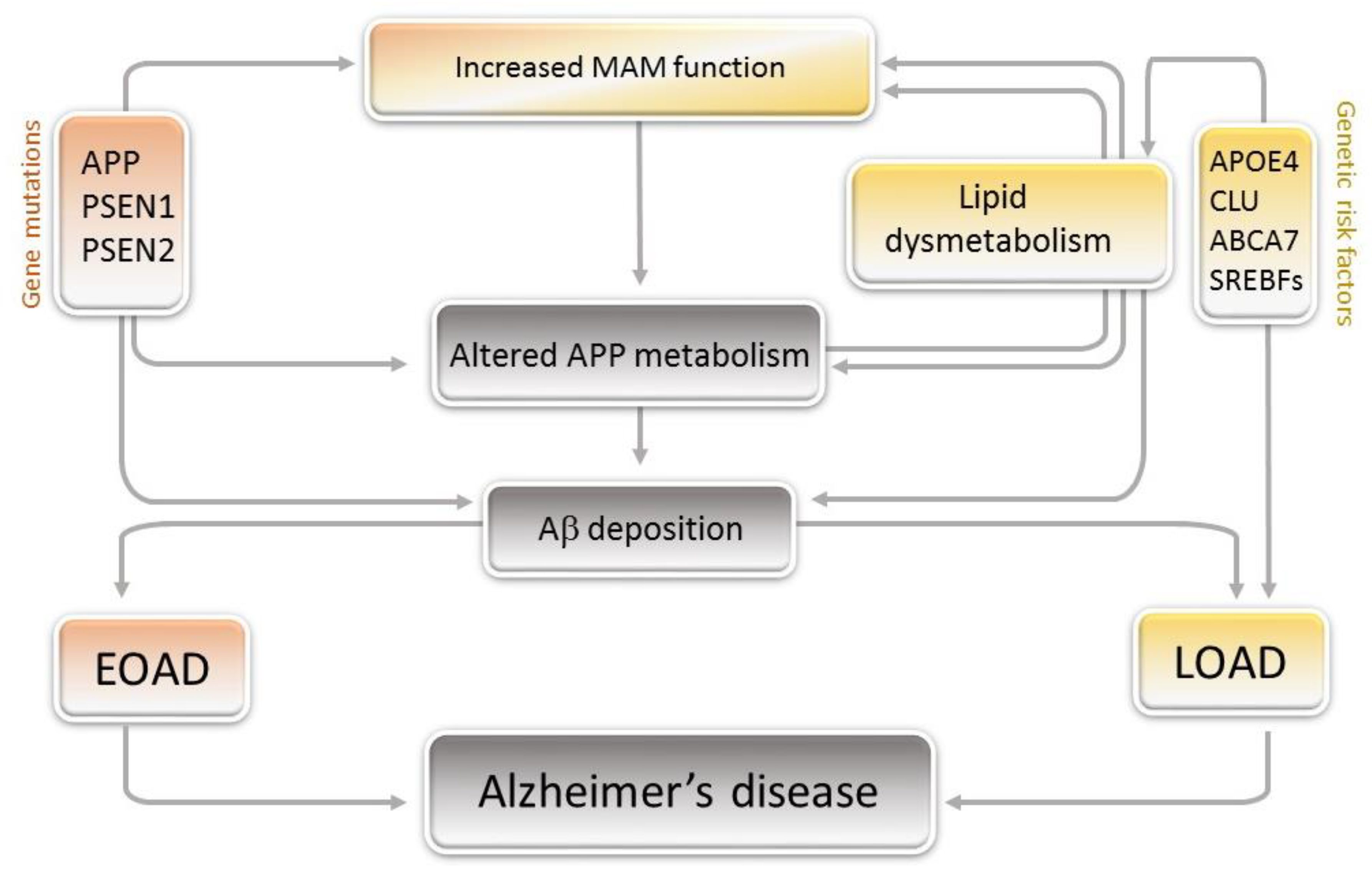 Cells | Free Full-Text | Alzheimer's Disease, a Lipid Story: Involvement of  Peroxisome Proliferator-Activated Receptor α | HTML
