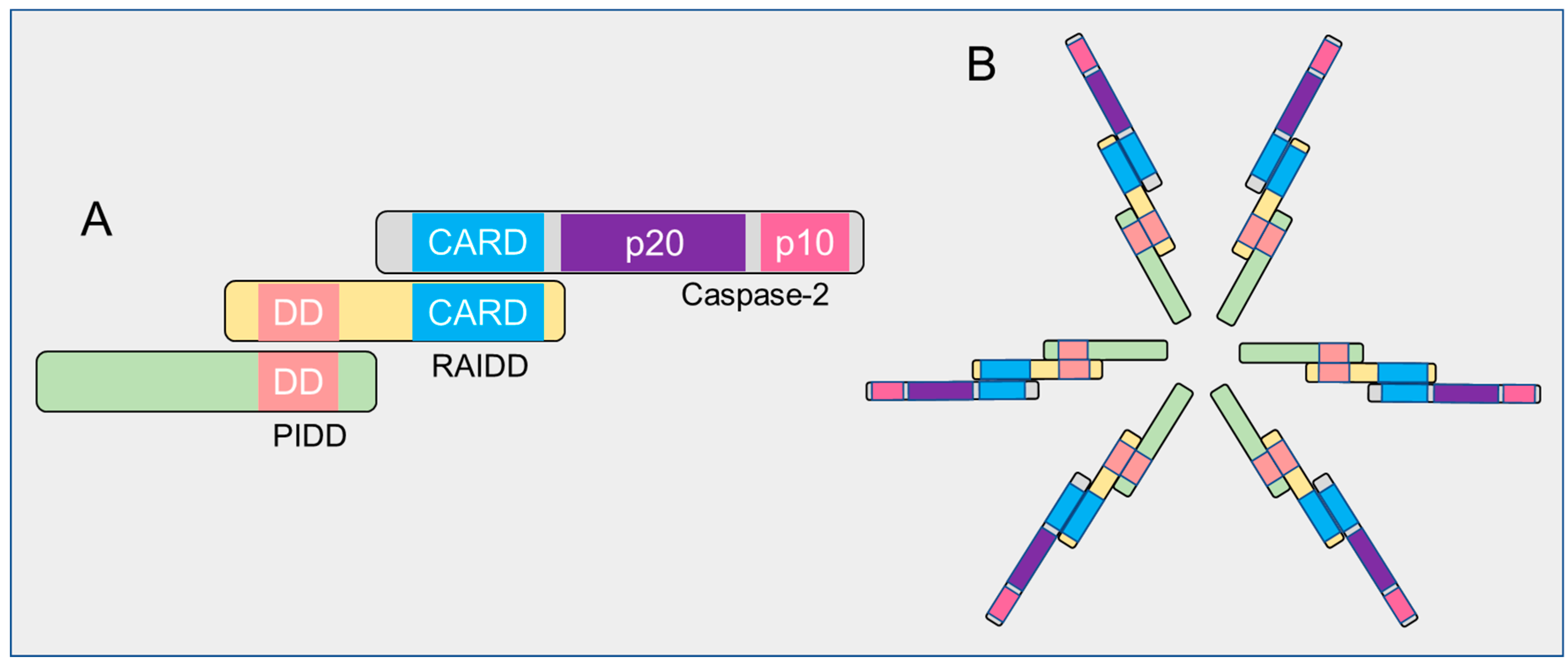 Cells | Free Full-Text | The Role of Caspase-2 in Regulating Cell Fate