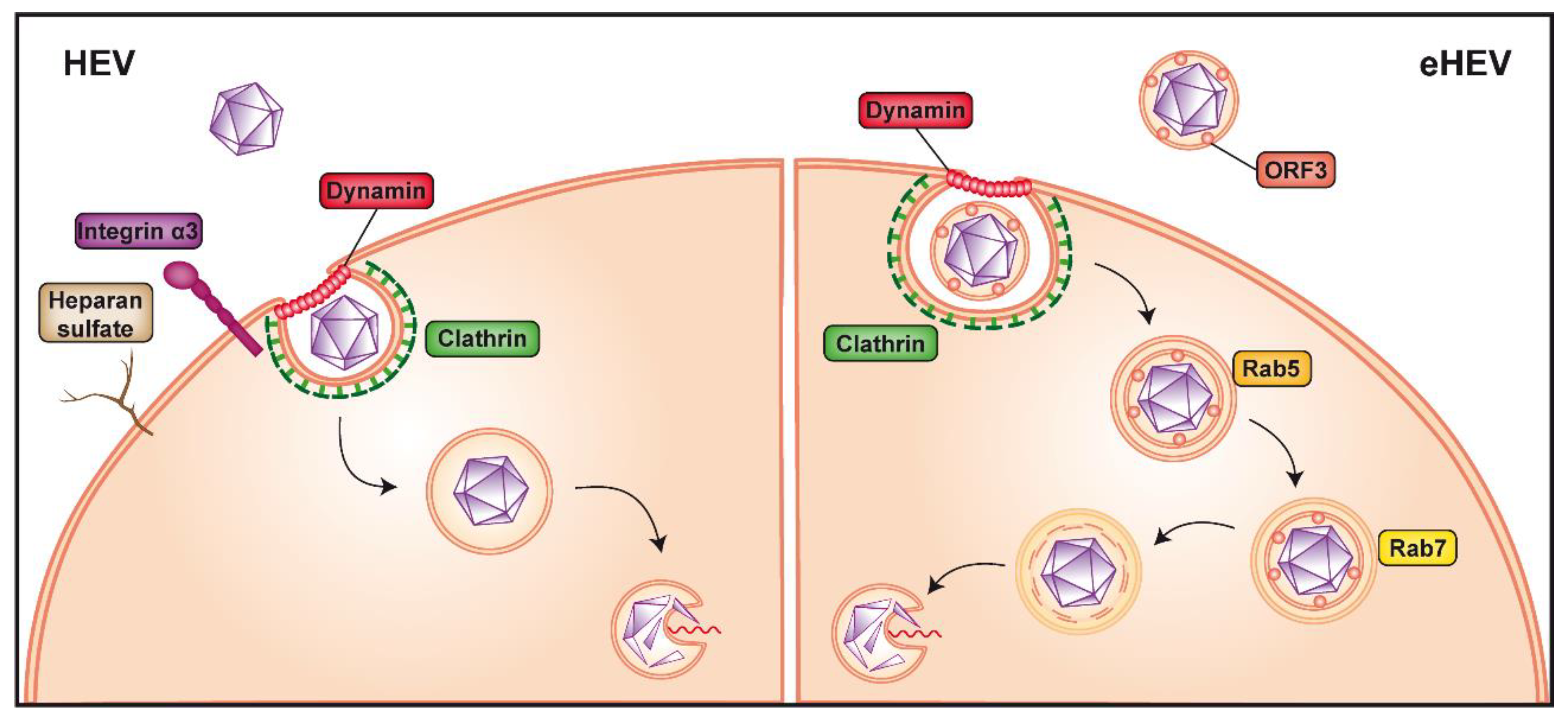 Cells Free Full Text On The Host Side Of The Hepatitis E Virus Life Cycle 