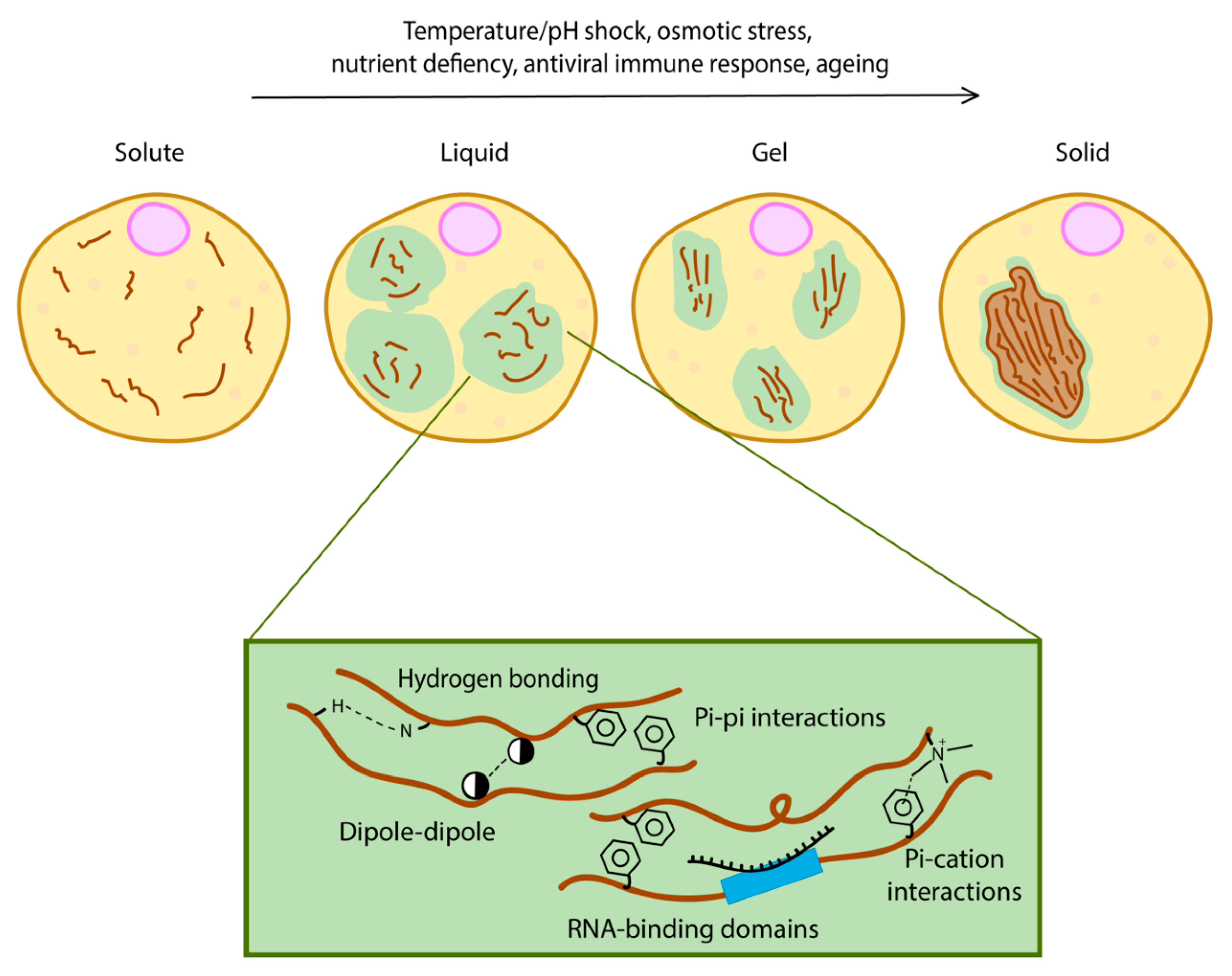 Cells Free Full Text Protein Phase Separation During Stress Adaptation And Cellular Memory