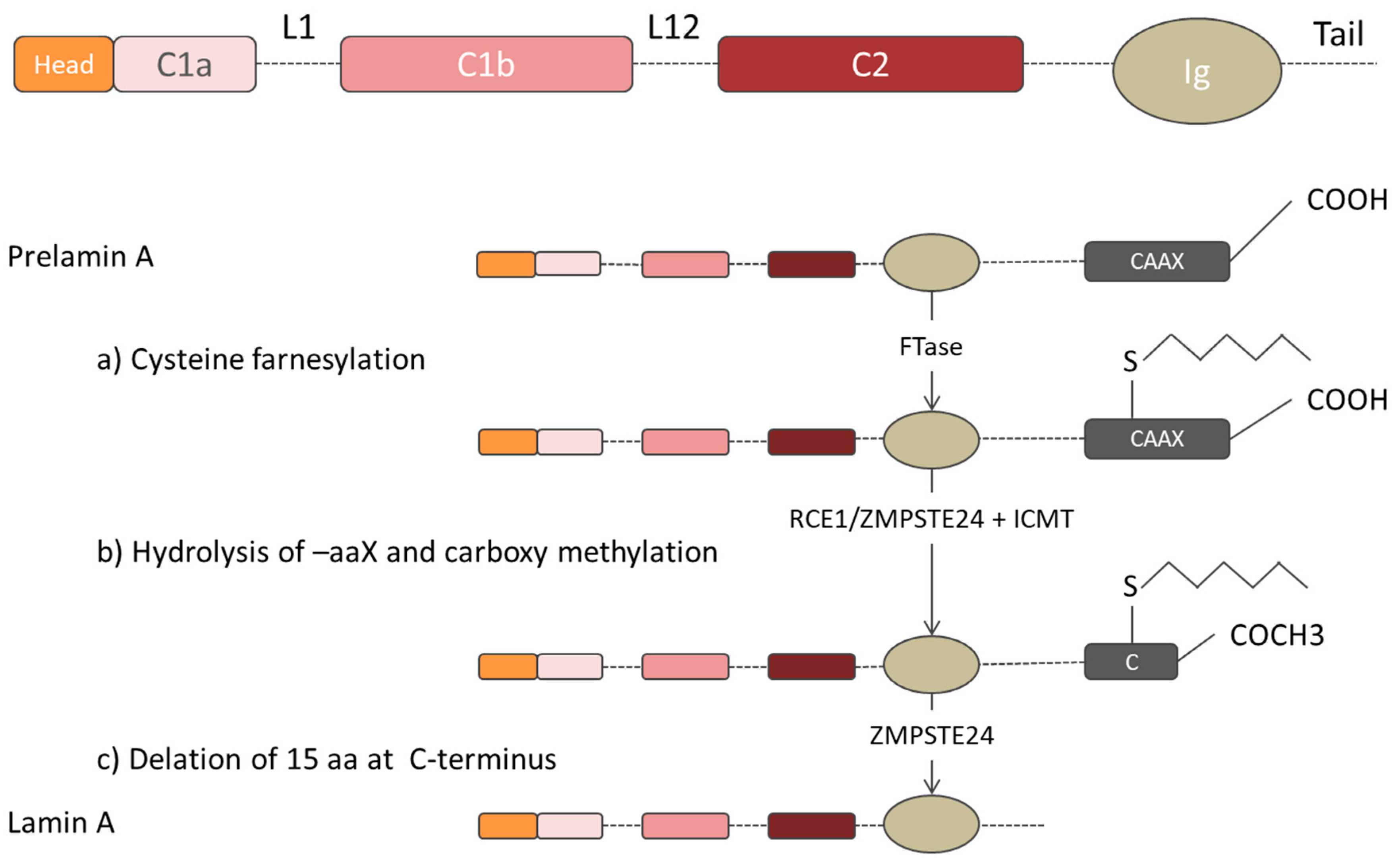 Cells 09 01306 g002 Cells 09 01306 g002