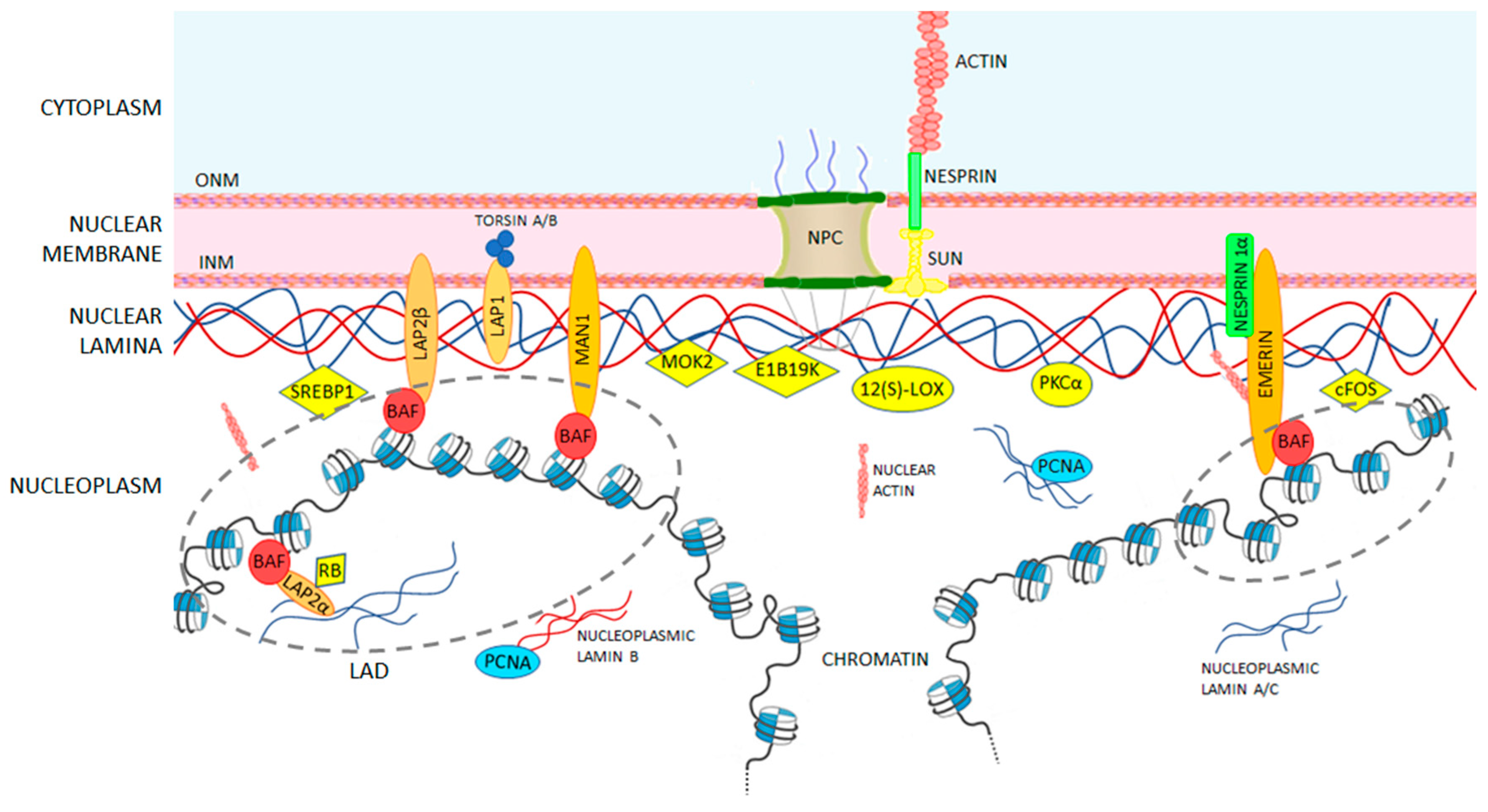Cells | Free Full-Text | Lamin A/C Mechanotransduction in Laminopathies |  HTML