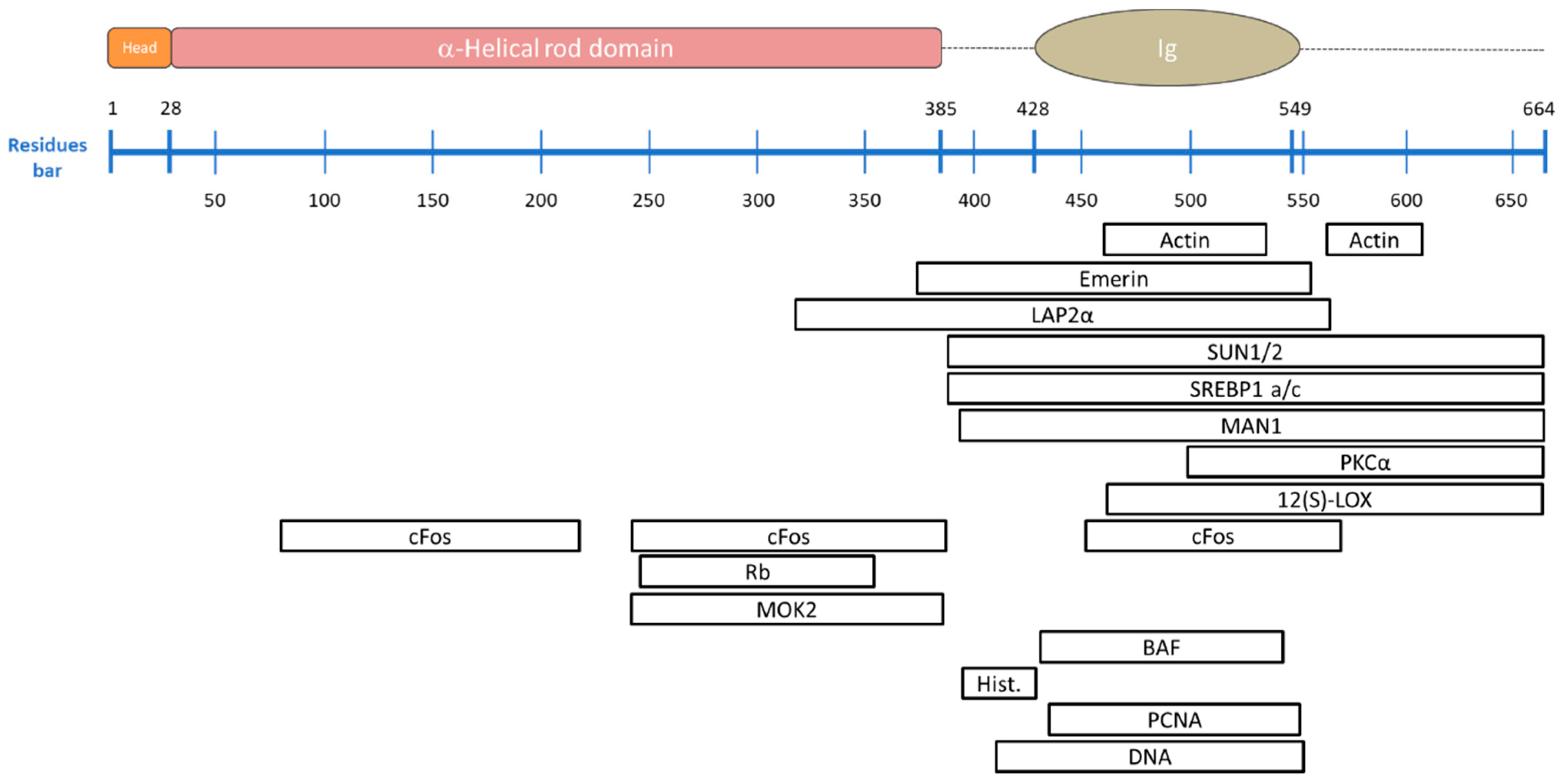 Cells 09 01306 g005 Cells 09 01306 g005