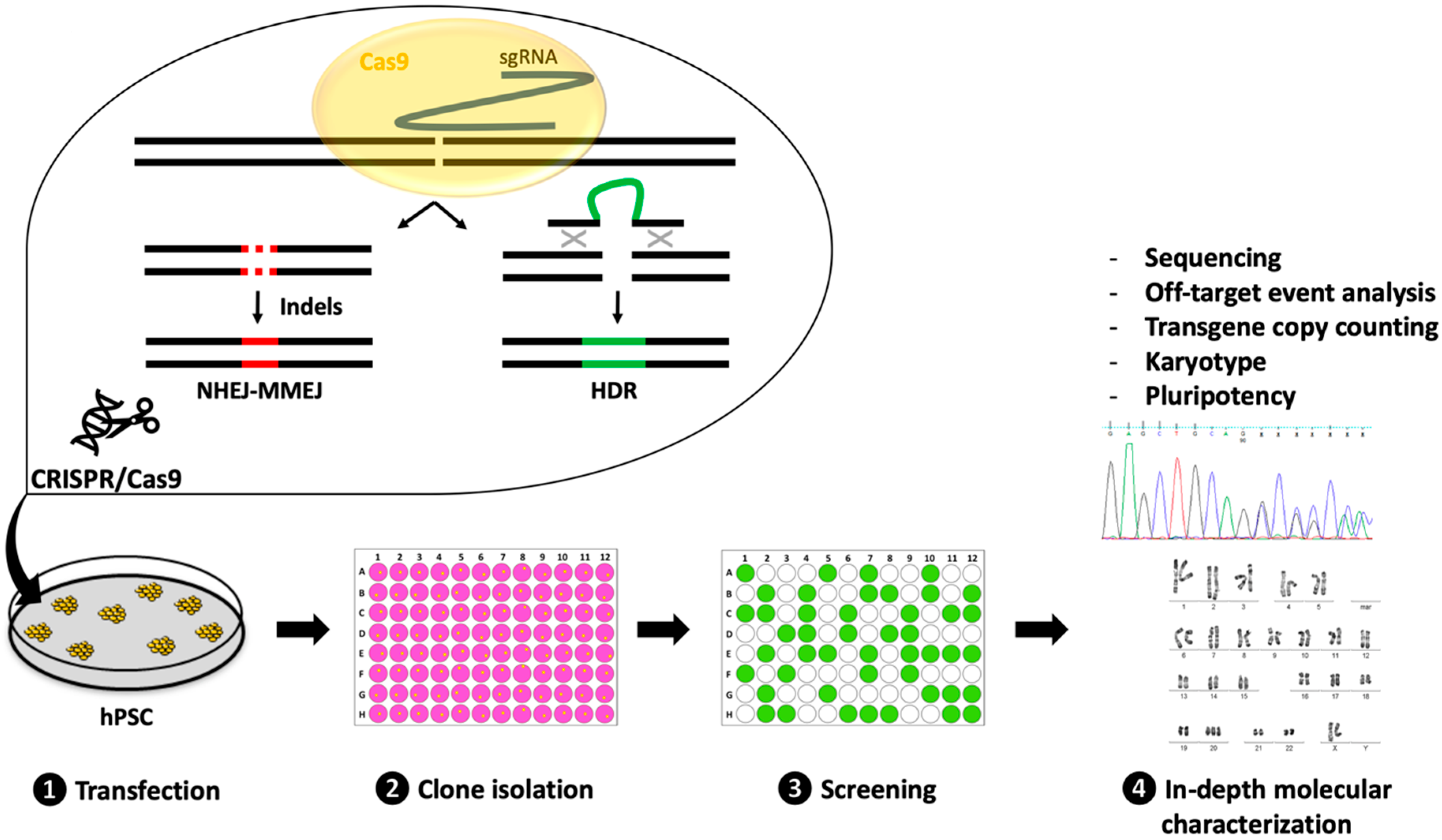 Cells 09 01312 g001 Cells 09 01312 g001