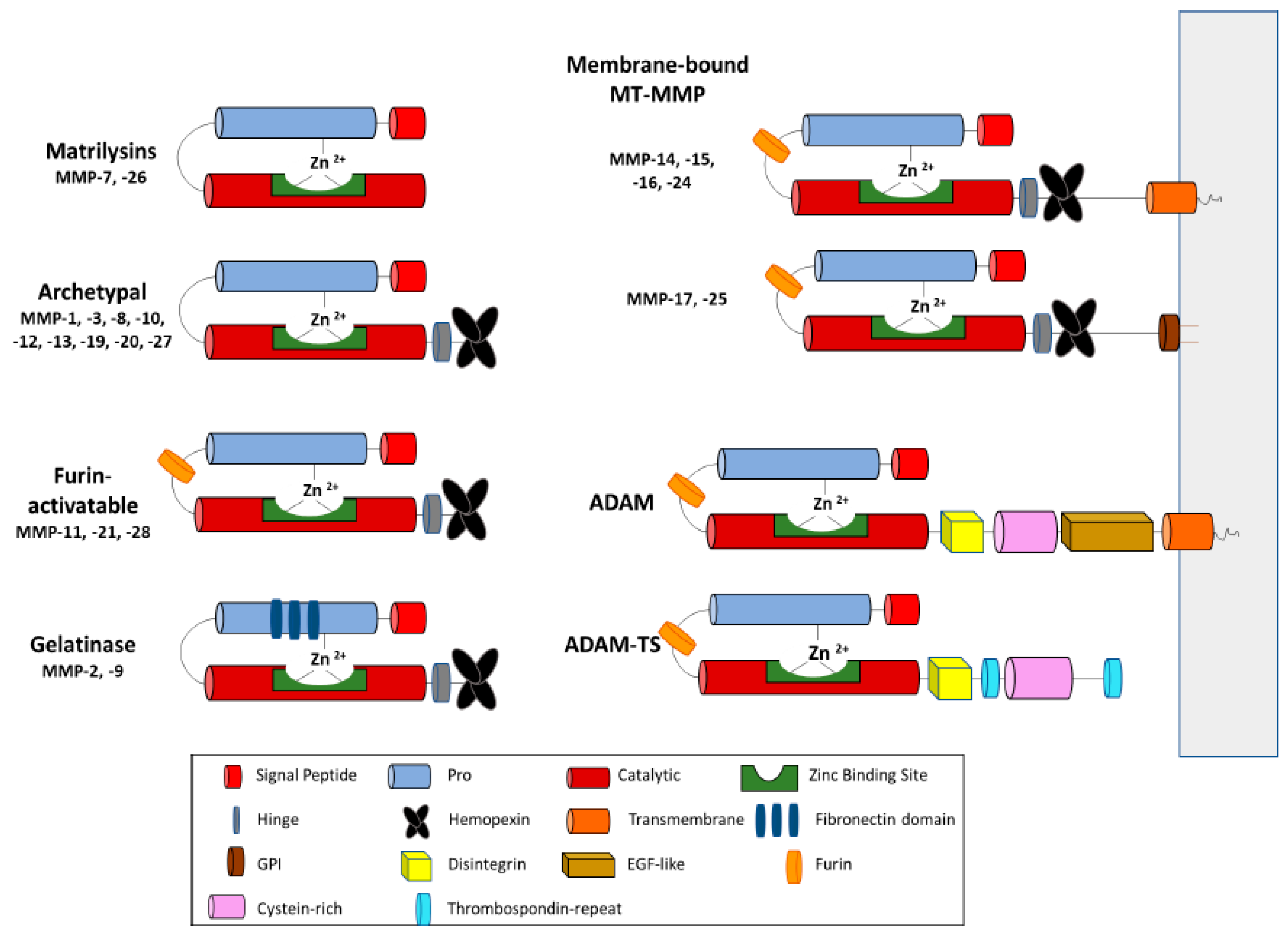 Cells Free Full Text Metalloproteinases And Their Inhibitors Potential For The Development Of New Therapeutics Html