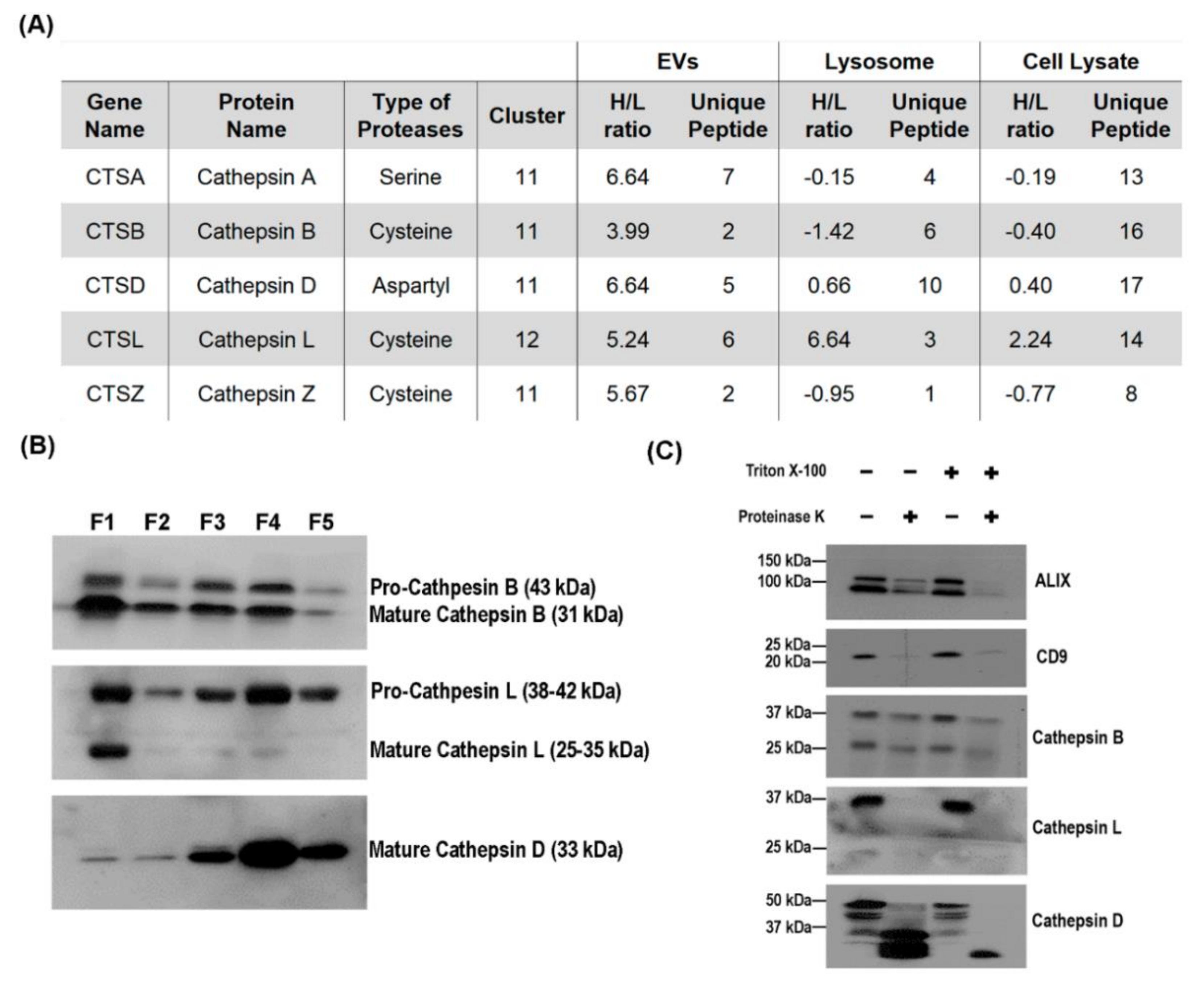 Cells 09 01320 g003 Cells 09 01320 g003