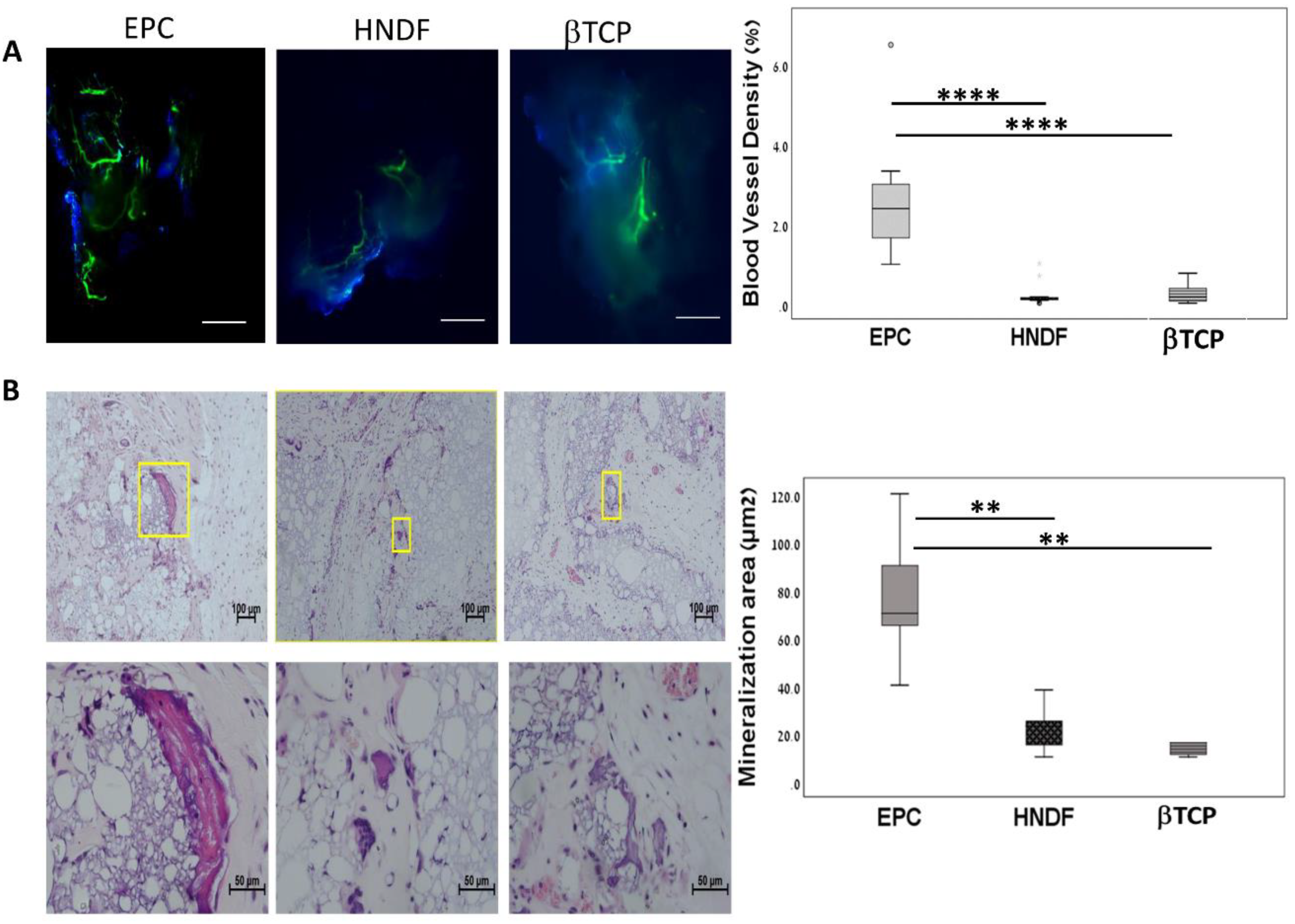 https://www.mdpi.com/cells/cells-09-01325/article_deploy/html/images/cells-09-01325-g001.png