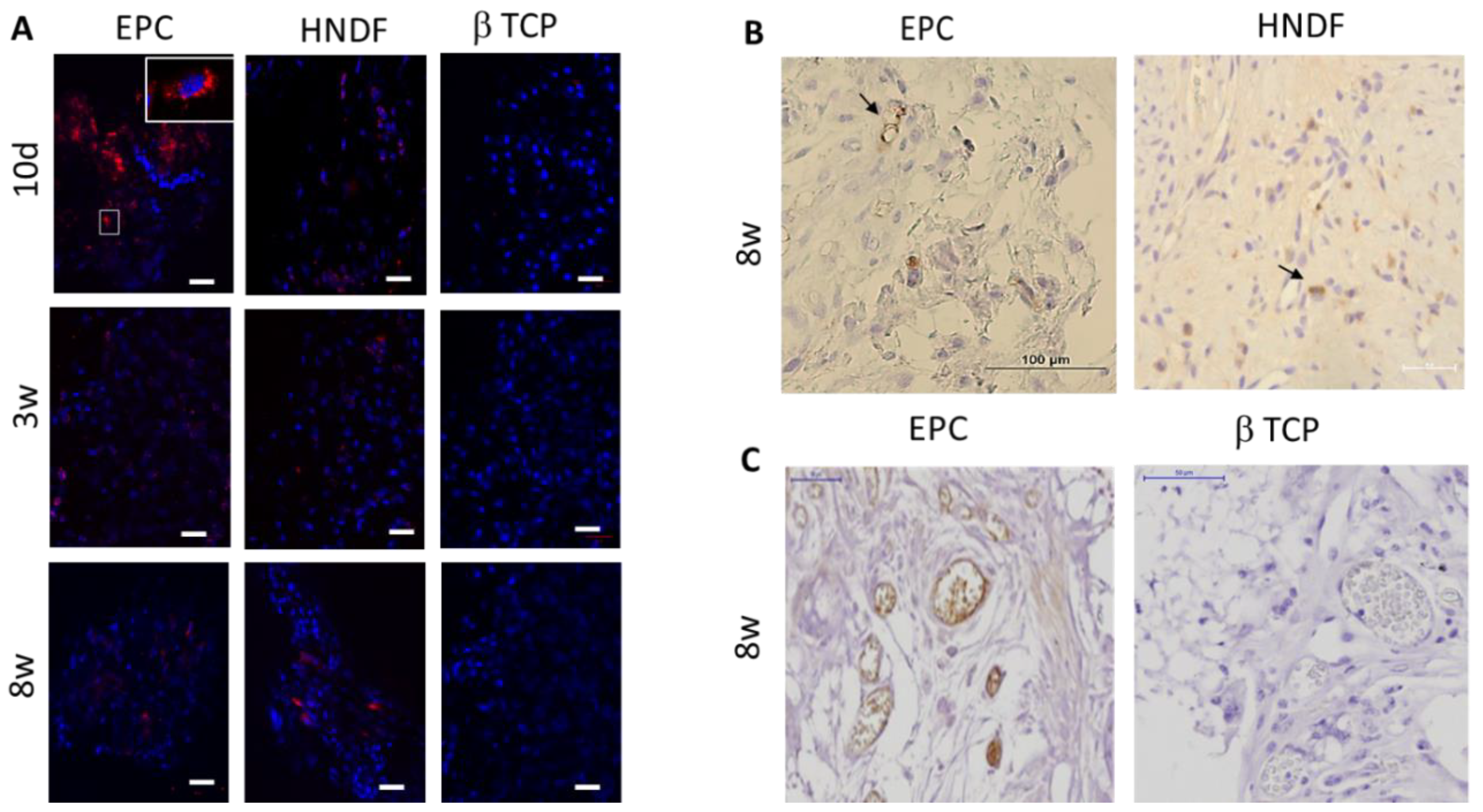 Cells 09 01325 g002 Cells 09 01325 g002