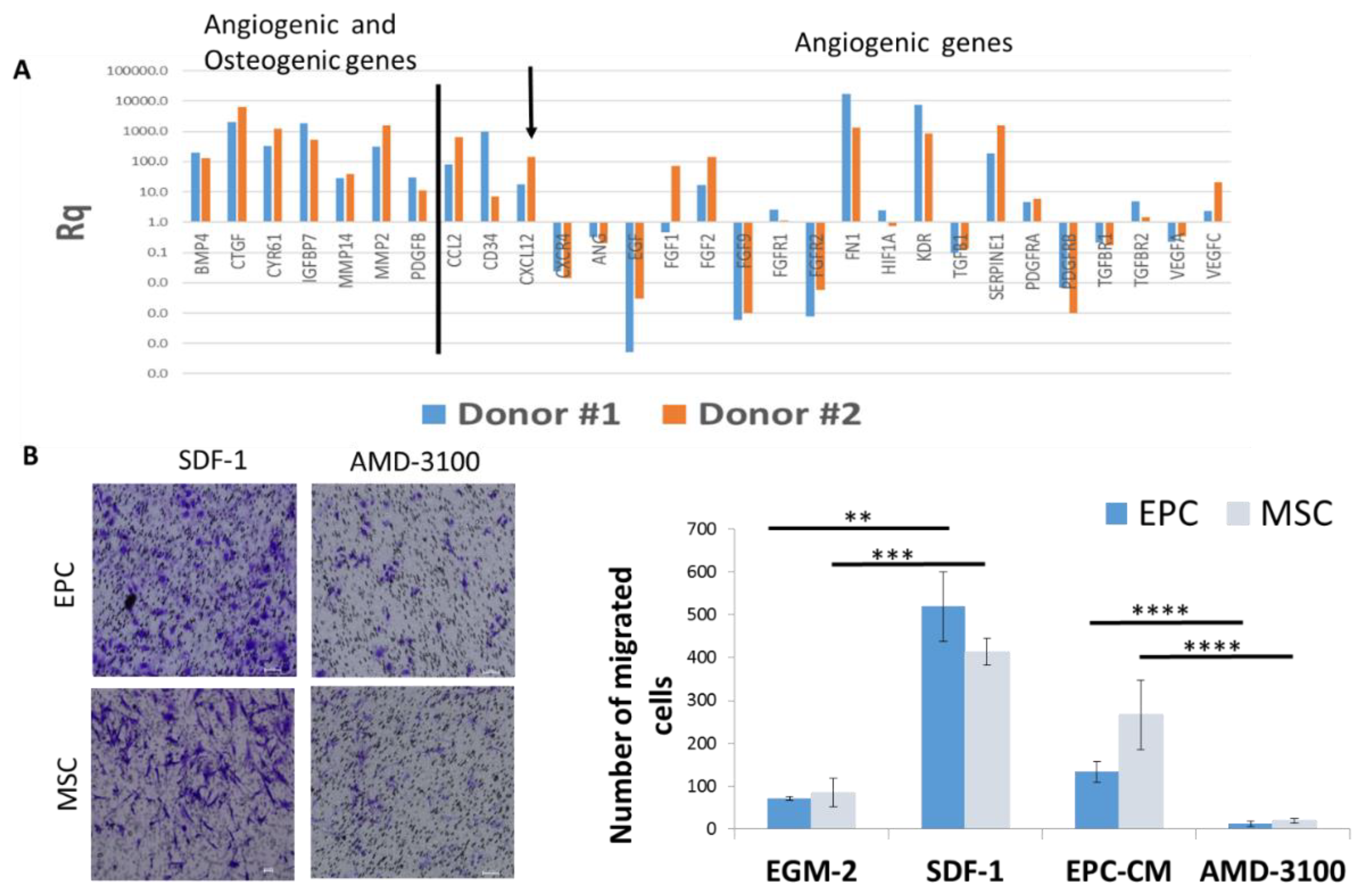 Cells 09 01325 g005 Cells 09 01325 g005