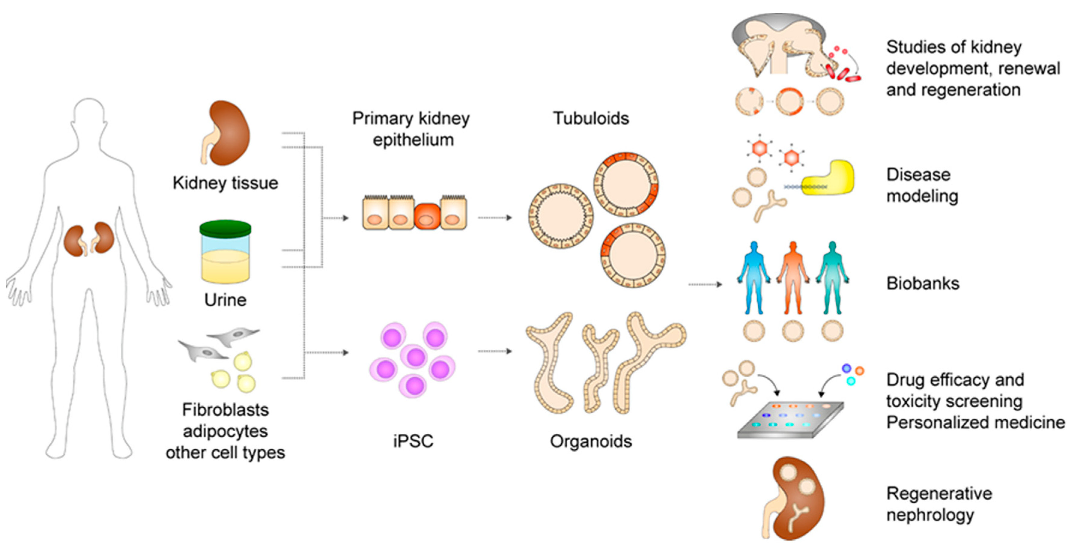 Cells Free Full Text Kidney Organoids And Tubuloids Html