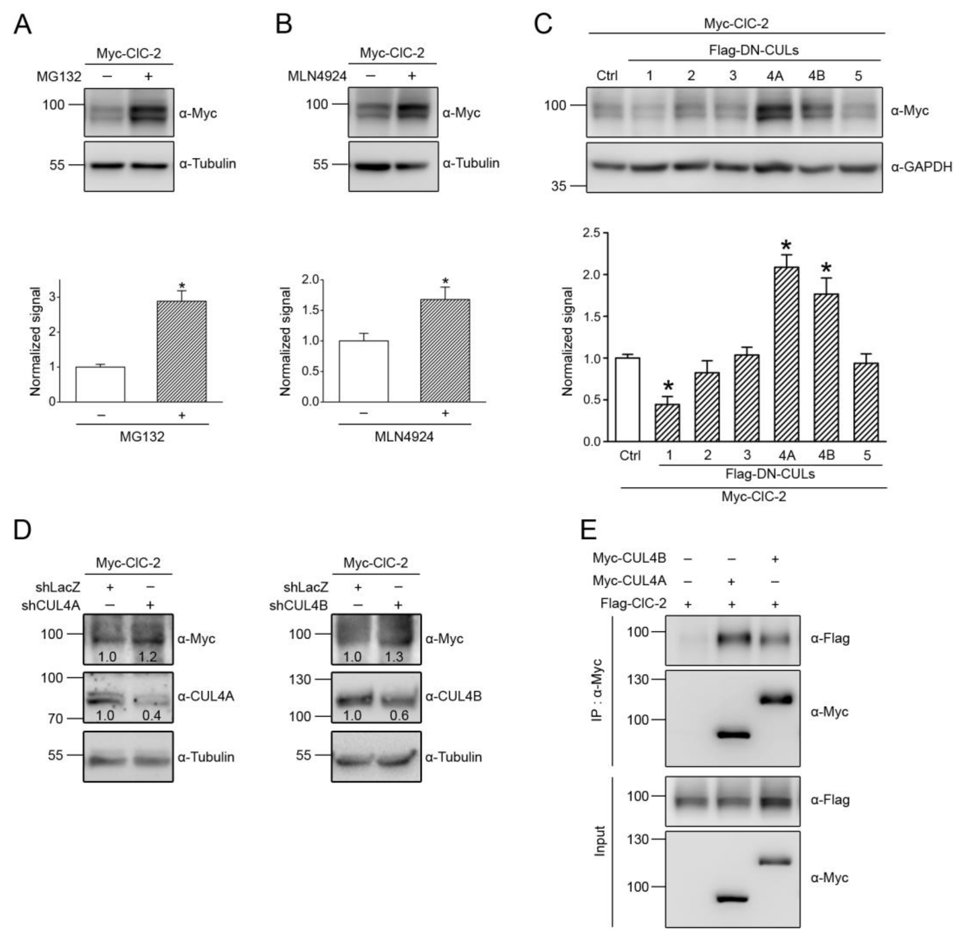 Cells 09 01332 g001 Cells 09 01332 g001