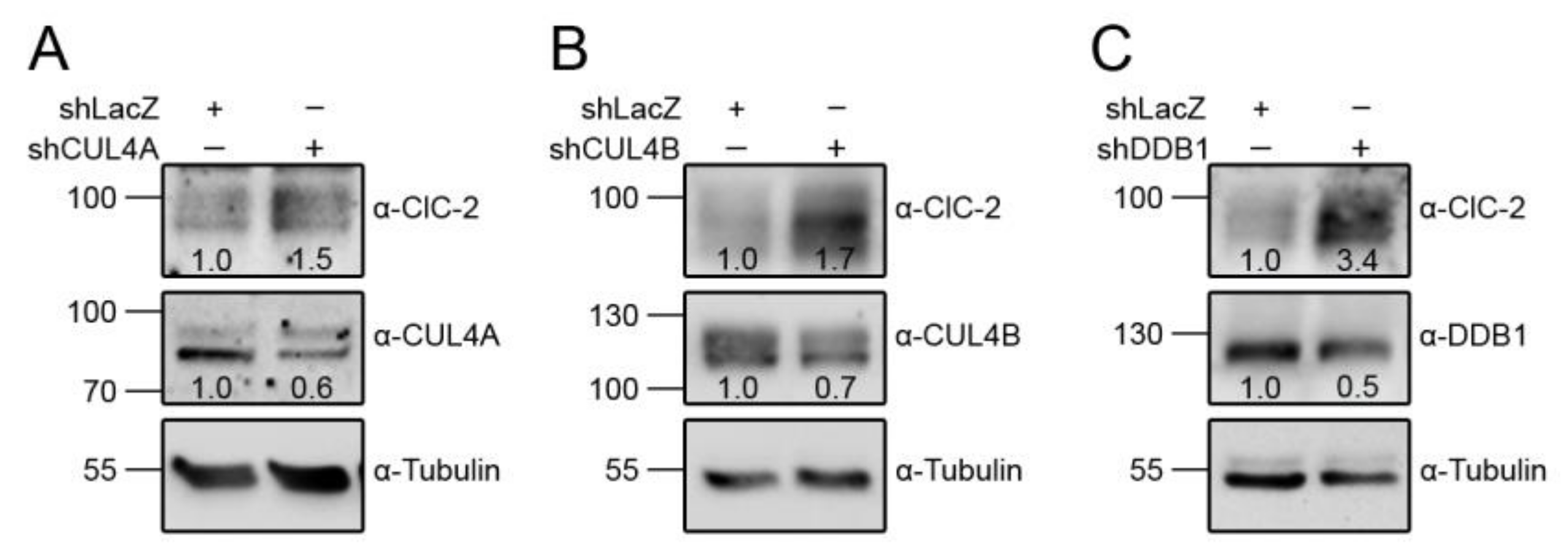 Cells 09 01332 g008 Cells 09 01332 g008