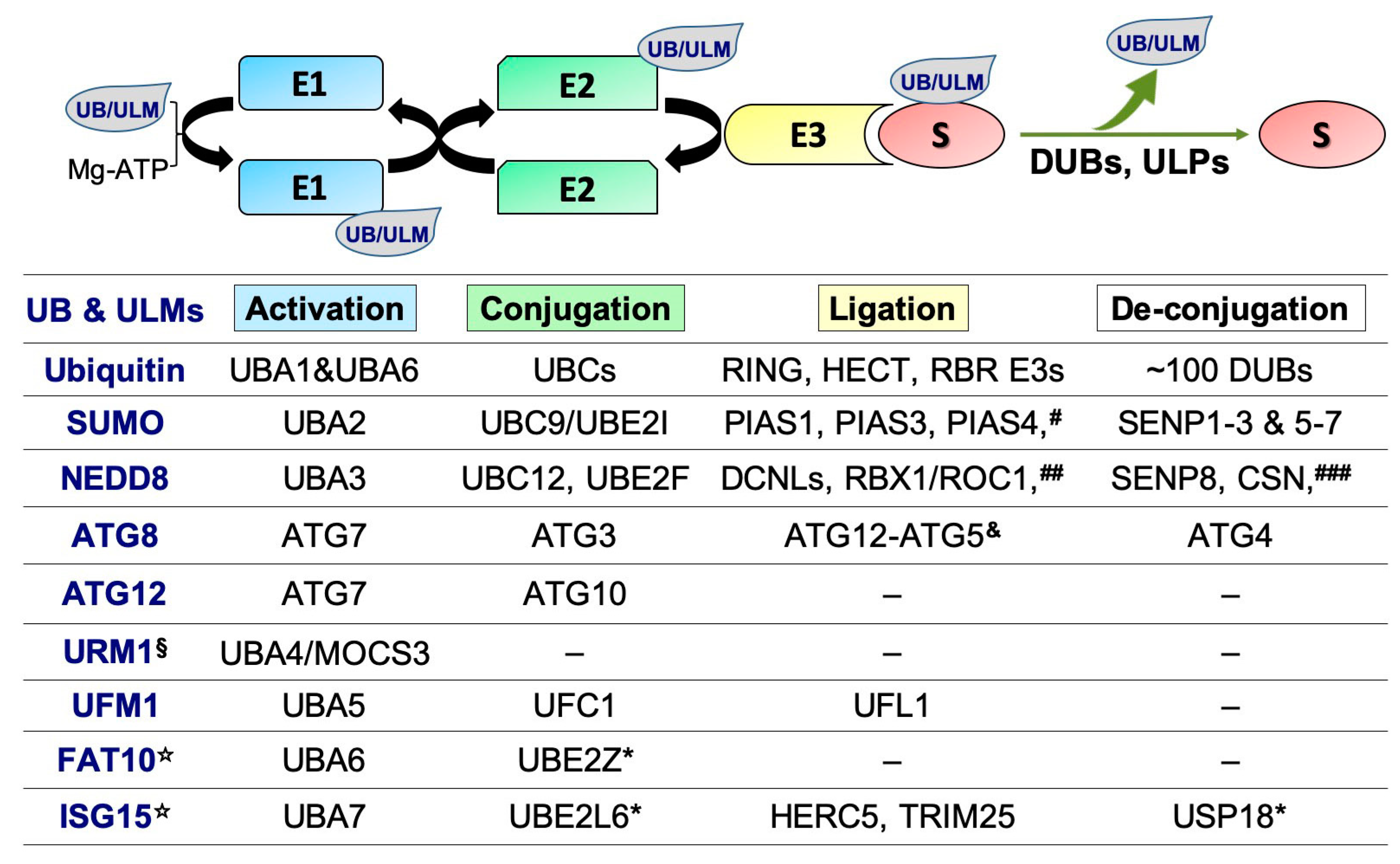 Cells 09 01340 g002 Cells 09 01340 g002