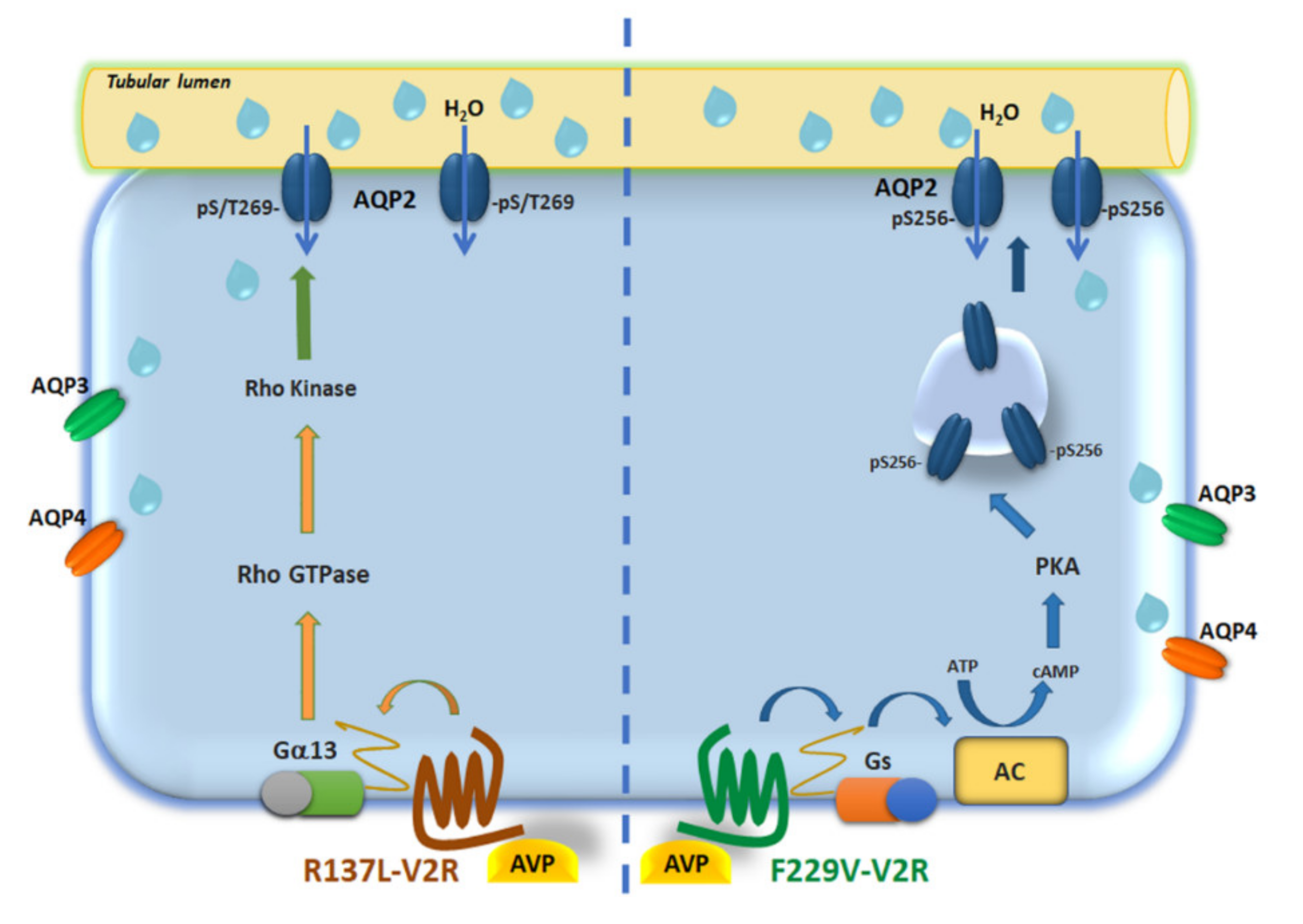 Cells | Free Full-Text | The Vasopressin Receptor 2 Mutant R137L Linked to  the Nephrogenic Syndrome of Inappropriate Antidiuresis (NSIAD) Signals  through an Alternative Pathway that Increases AQP2 Membrane Targeting  Independently of