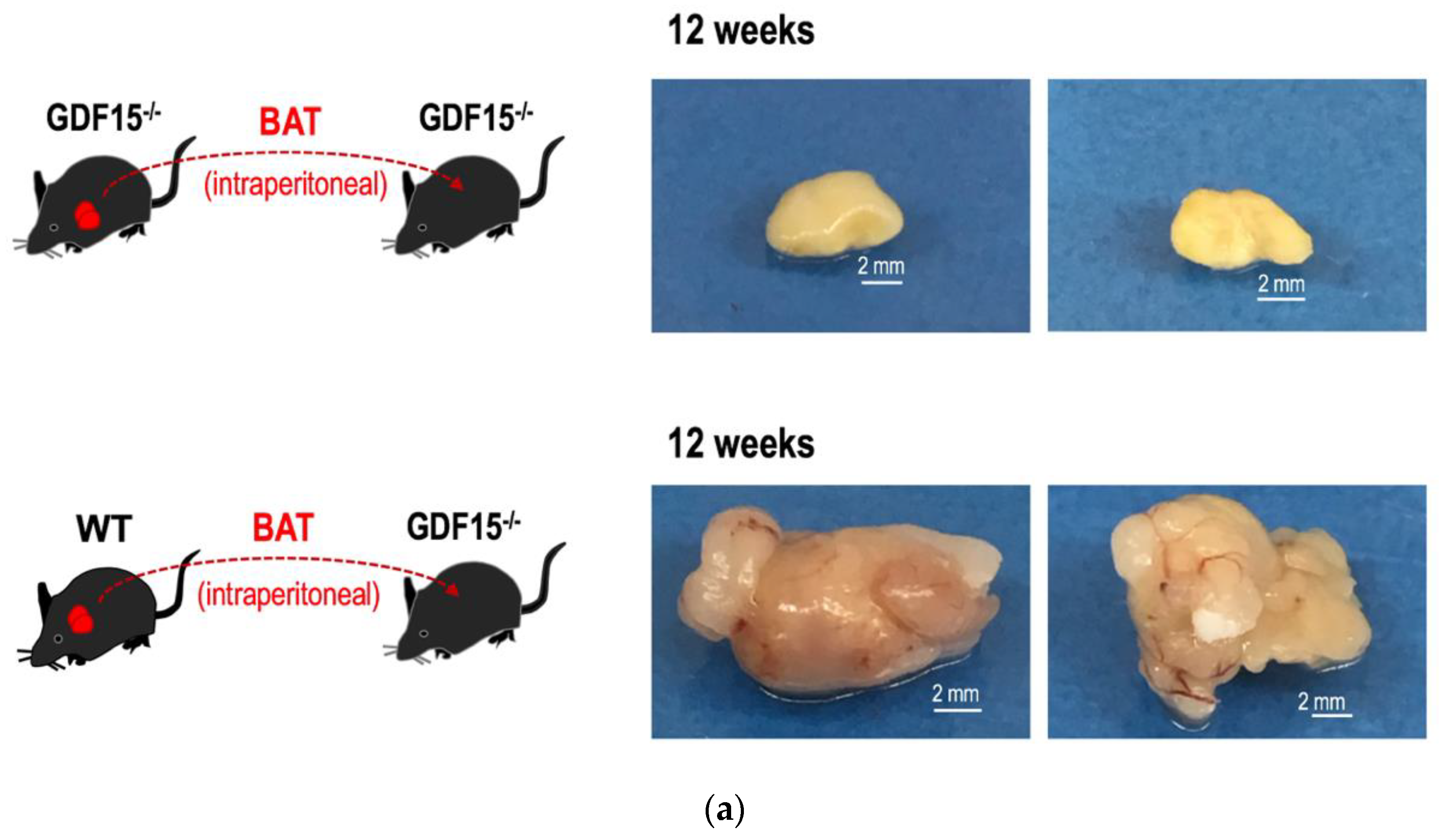 Cells 09 01365 g007a