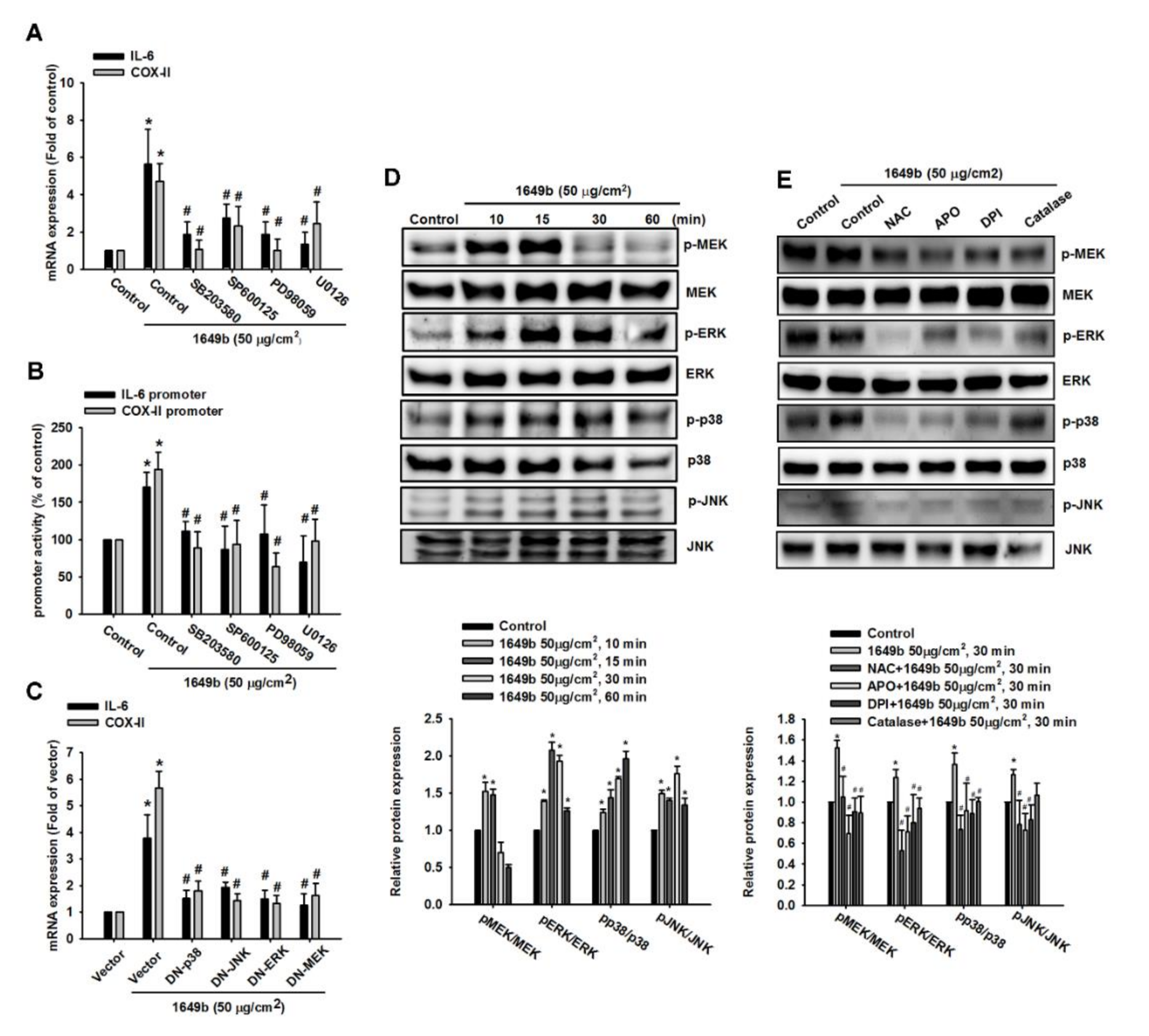 Cells 09 01378 g003 Cells 09 01378 g003