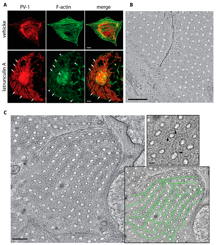 Cells 09 01387 g004 Cells 09 01387 g004